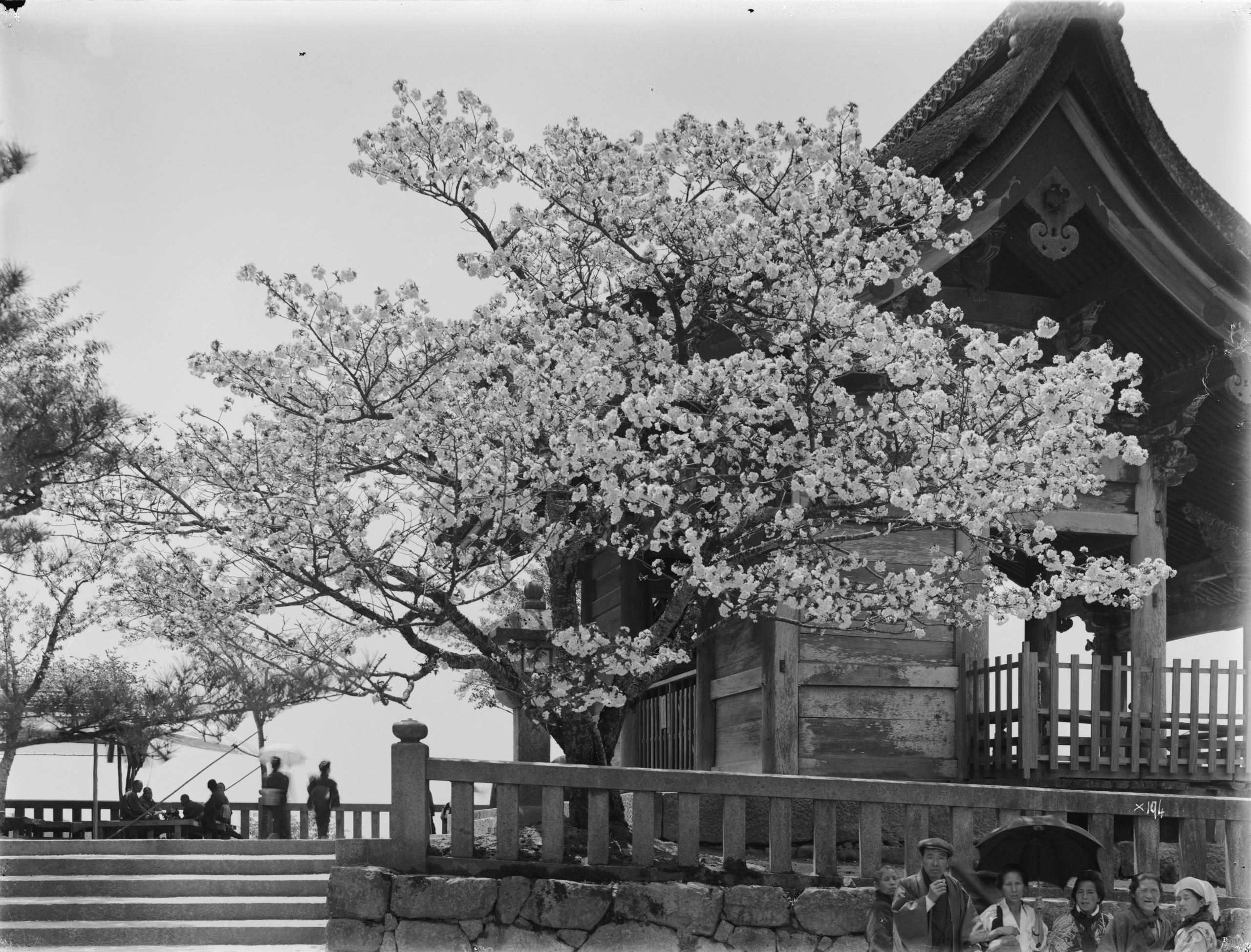 A flowering cherry Prunus lannesiana at Kiyomizu Temple, Kyoto, Japan, photographed by Ernest Wilson in April 1914. He notes that the flowers were semi-double, very pale pink and fragrant.