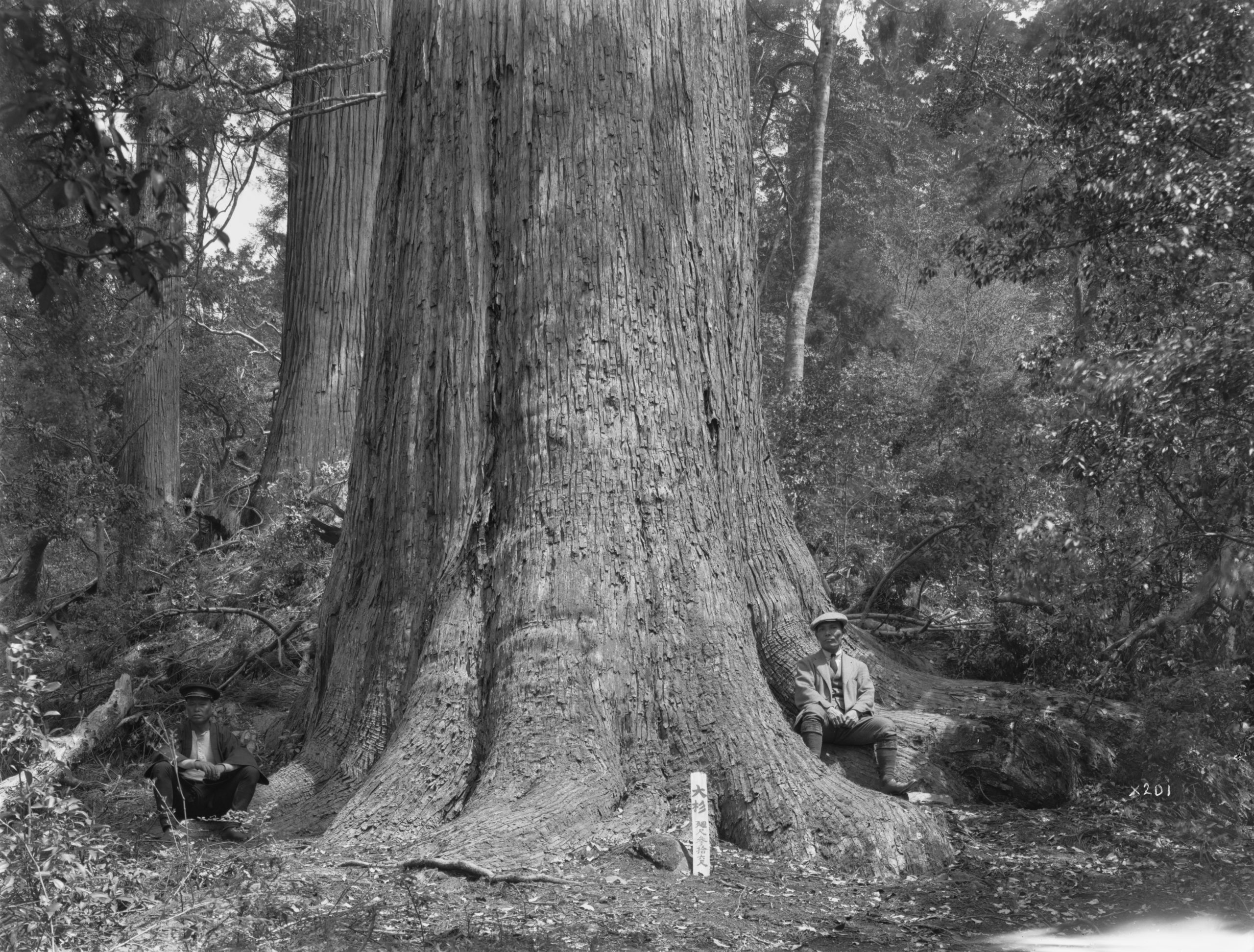 Ernest Wilson photographed an unidentified man (left) and his assistant (right) posed at the base of a massive Japanese cedar (Cryptomeria japonica) in the Kasugayama Primeval Forest, Nara, Japan. He records the trunk as measuring 36 feet (12 meters) in girth.