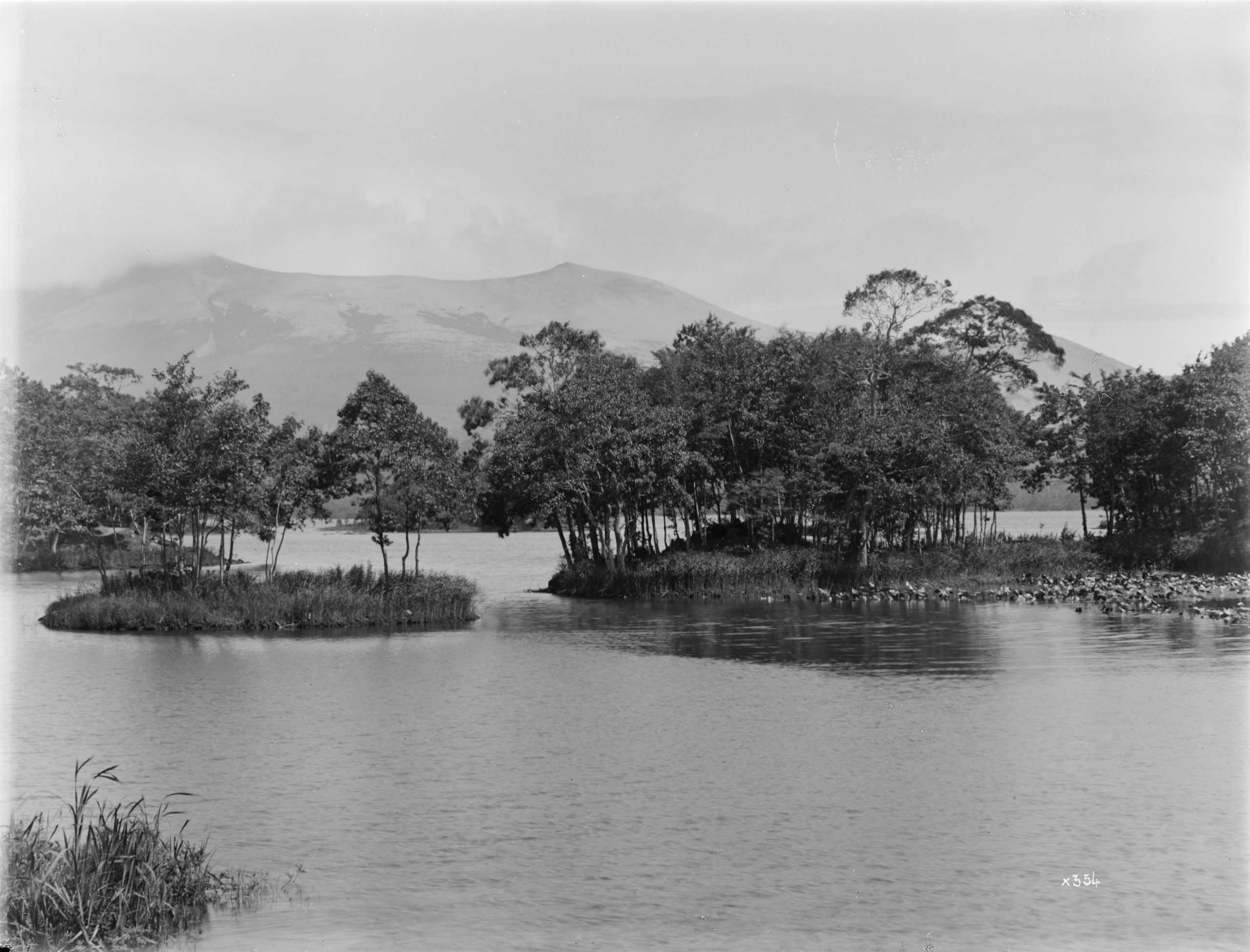 Ernest Wilson photographed this view of Lake Onuma, Hokkaido. The islands contained coppiced Manchurian alders (Alnus hirsuta) and Mongolian oaks (Quercus mongolica var. grosseserrata). Hokkaido Koma-ga-take volcano may be seen beyond.