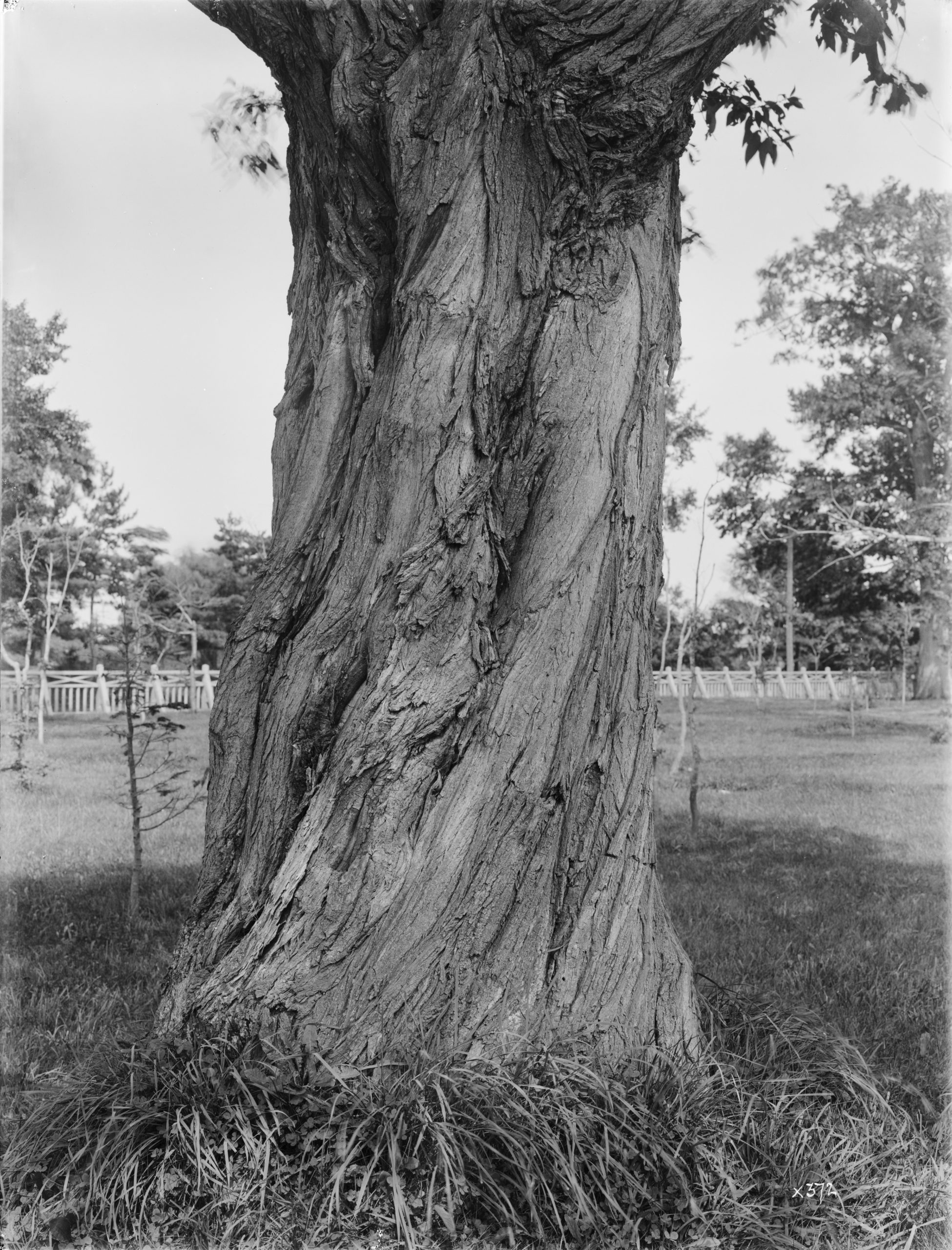 The twisting trunk of a large willow (Salix urbaniana) photographed by Ernest Wilson on the Museum grounds at the Sapporo Agricultural College, Sapporo, Hokkaido. Wilson noted that the bark was gray, and the trunk was 12 feet (3.6 meters) in girth.