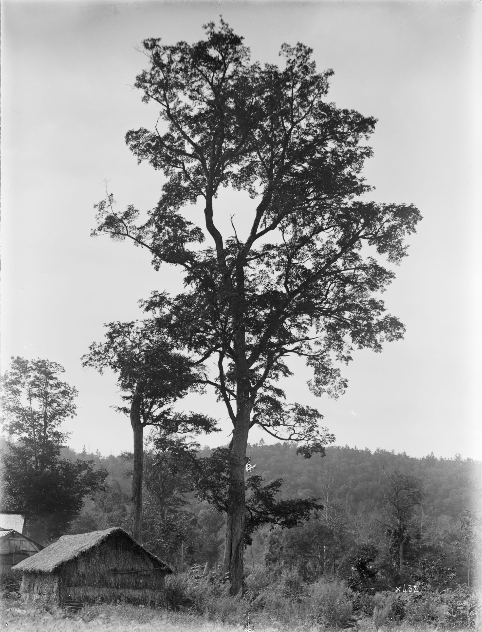 A photograph by Ernest Wilson of a Japanese elm (Ulmus japonica) at the edge of the forest at Rubeshibe, Hokkaido, Japan.