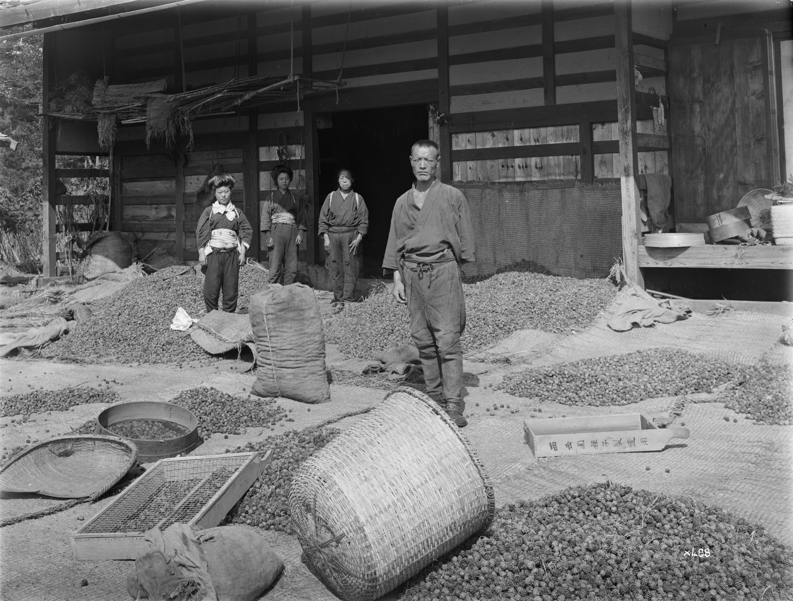 The Nakamura family pauses in their work of separating seeds from dried Japanese larch (Larix Kaempferi). Ernest Wilson photographed them at work in Nakashinden, Saitama Prefecture, Japan in September 1914.