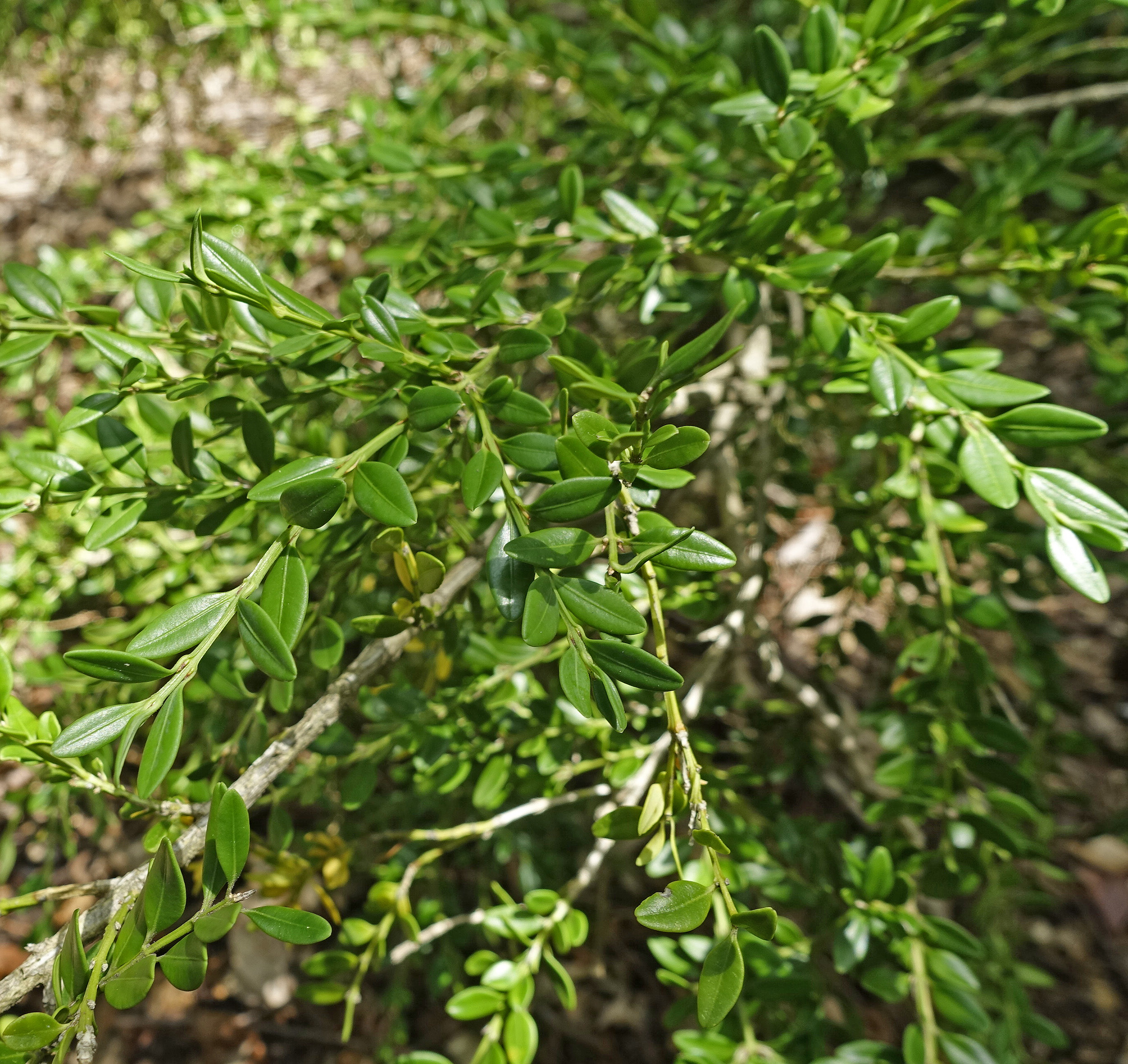 Buxus sinica var. insularis 11323-D close-up by Tiffany Enzenbacher