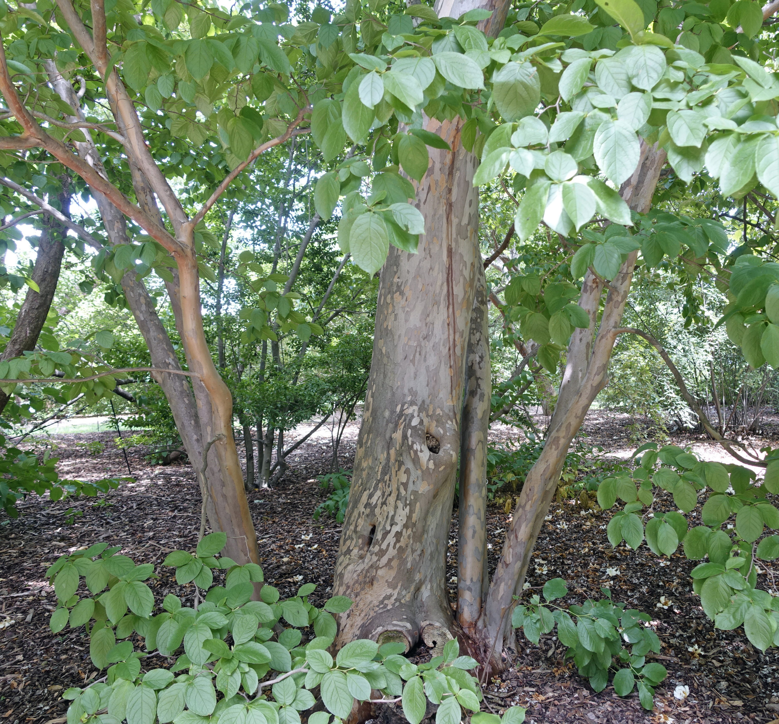 Stewartia pseudocamellia 11440-B Tiffany Enzenbacher