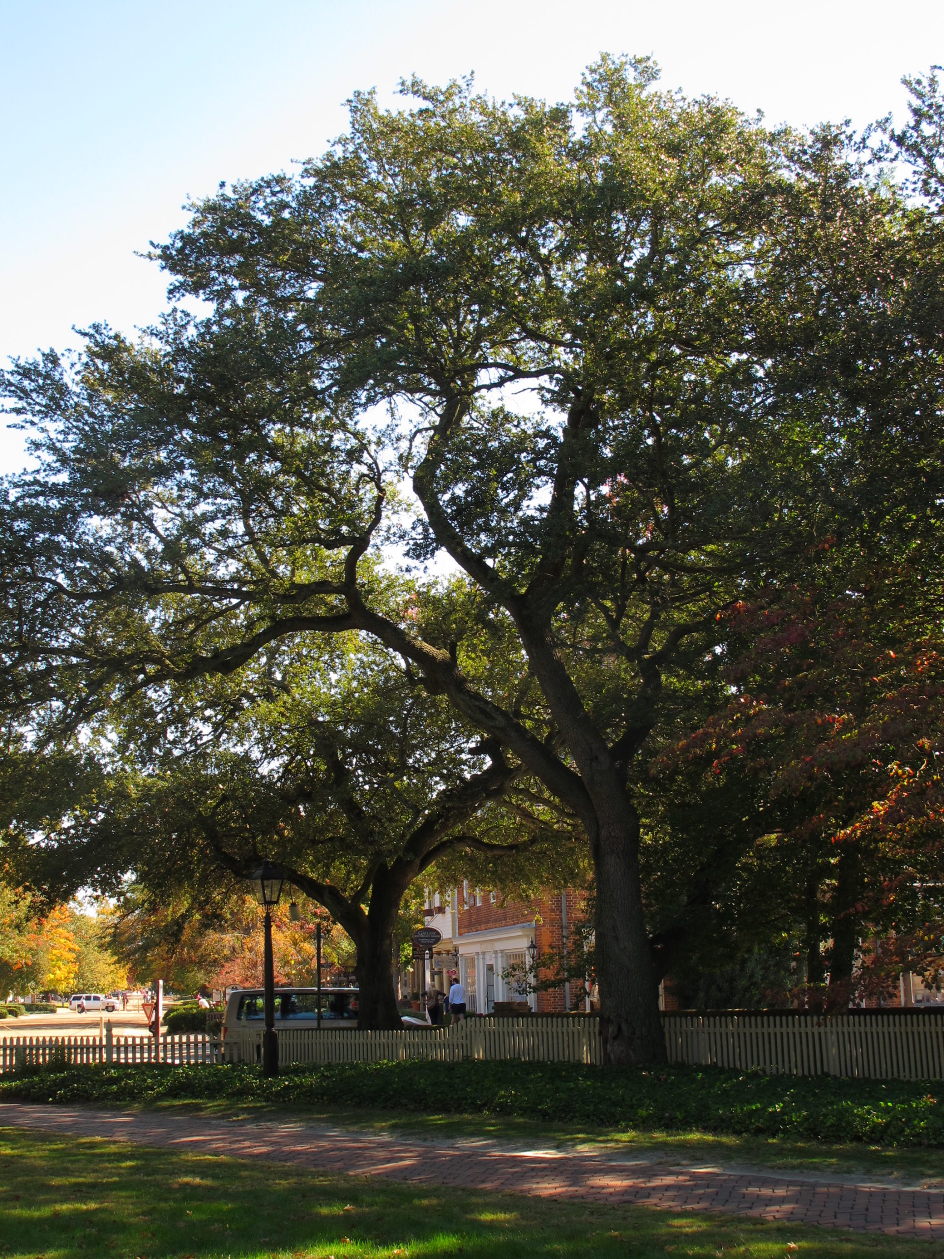A few live oaks (Quercus virginiana) growing on the campus of the College of William and Mary.