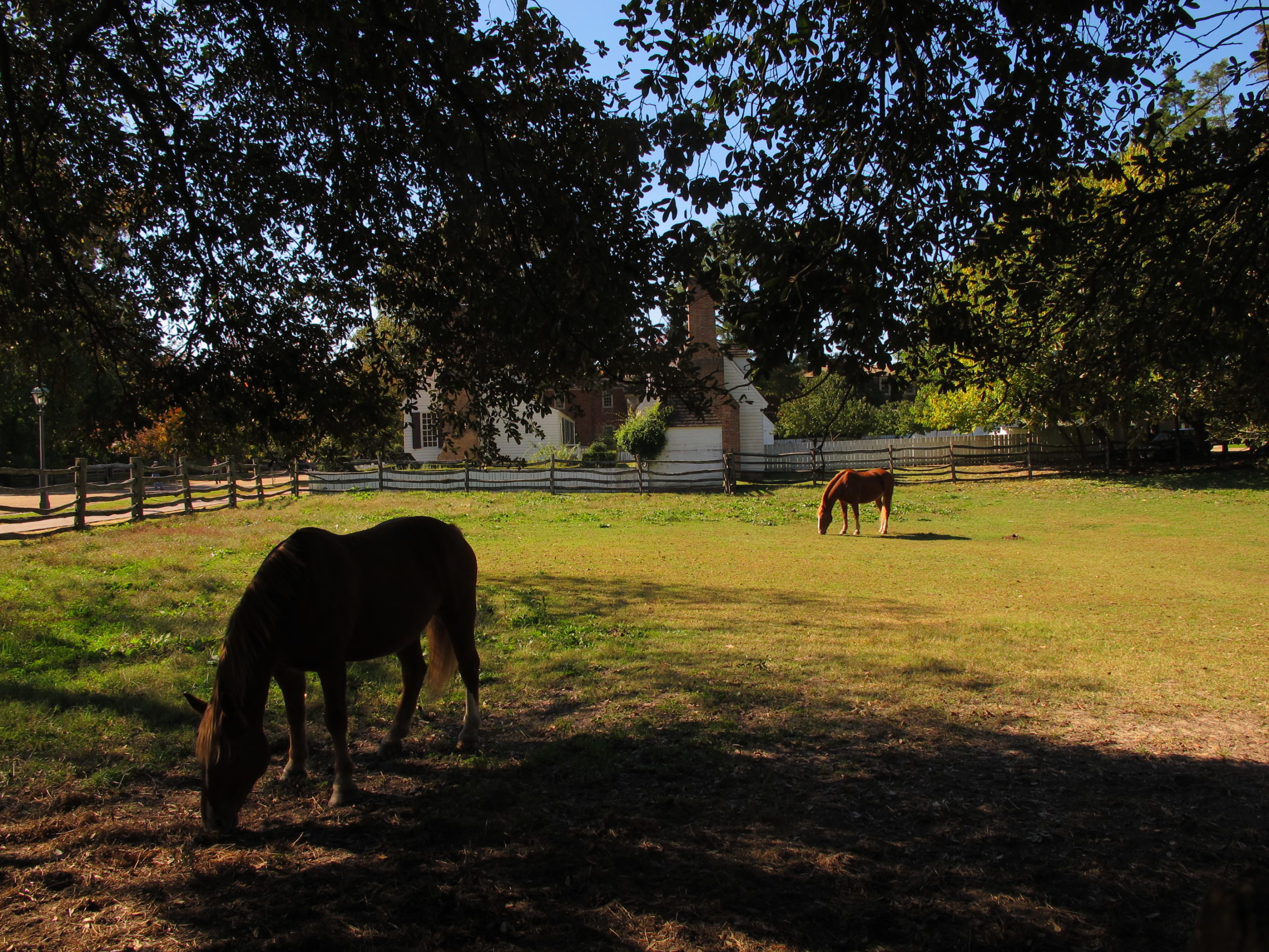 Two horses graze as the sun sets in Williamsburg.