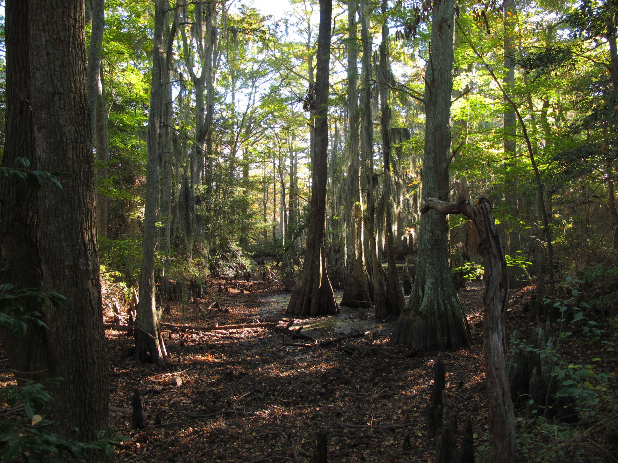 Many bald cypress (Taxodium distichum) line the path at First Landing State Park.