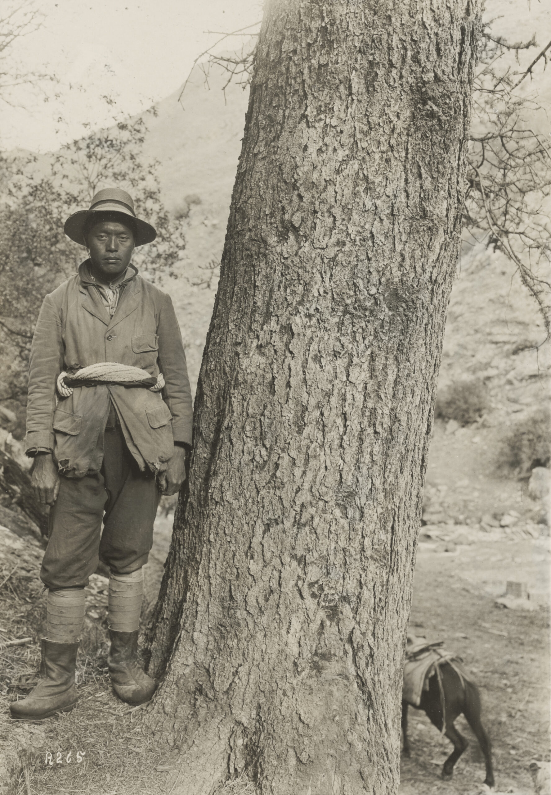One of Joseph Rock's Naxi assistants stands beside the trunk of a dragon spruce (Picea asperata) in Dachso Canyon, Tibet in June 1926.