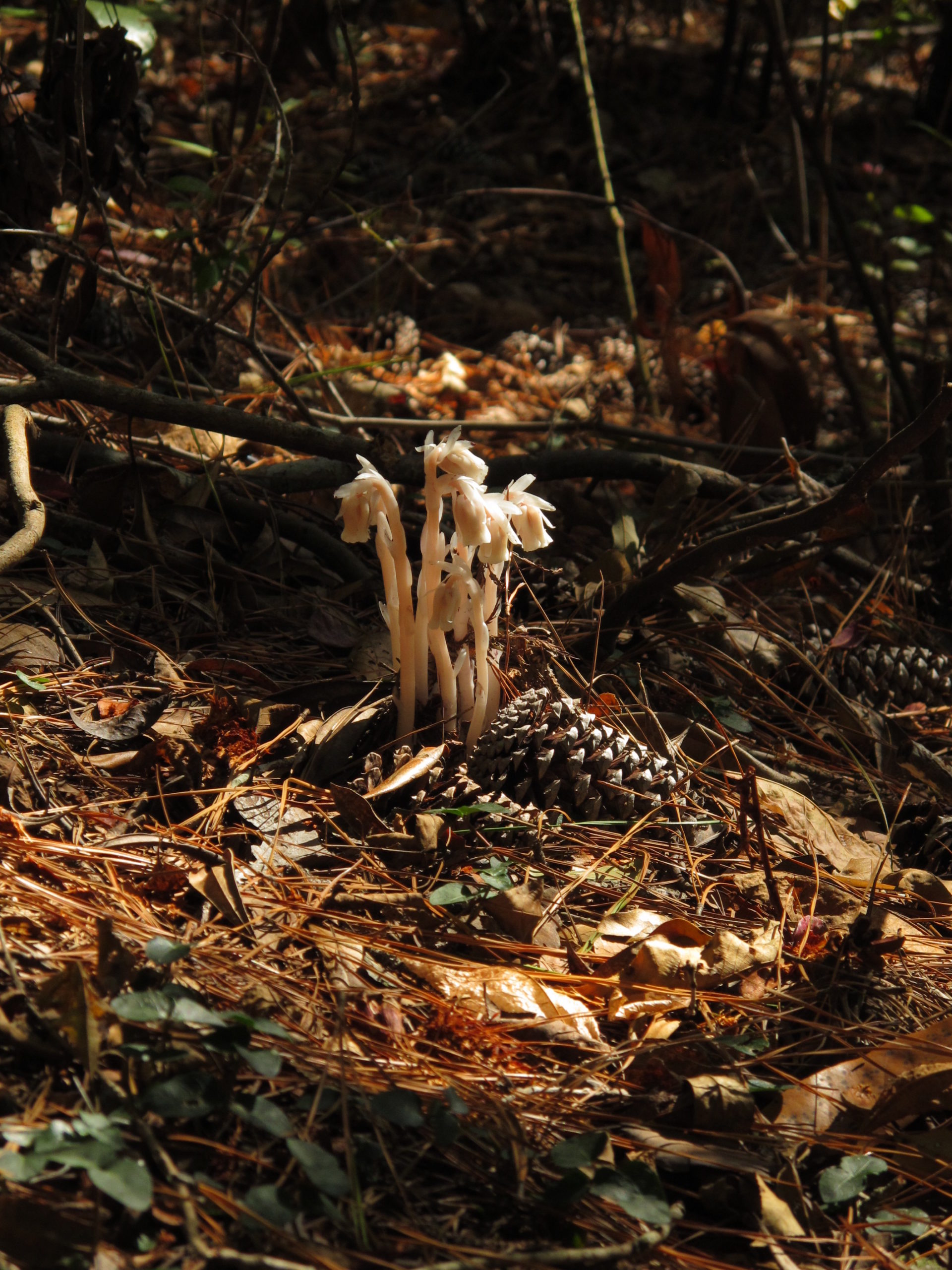 Ghost pipe (Monotropa uniflora) blooming among cones and foliage at First Landing State Park.