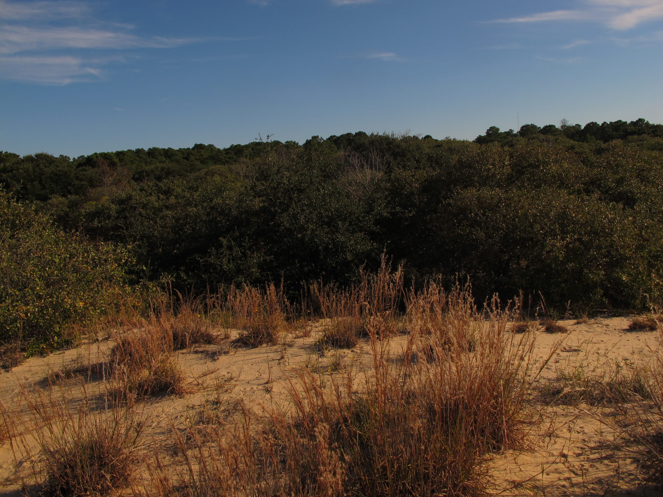 A view of blue skies and sea grasses at the dunes of First Landing State Park.