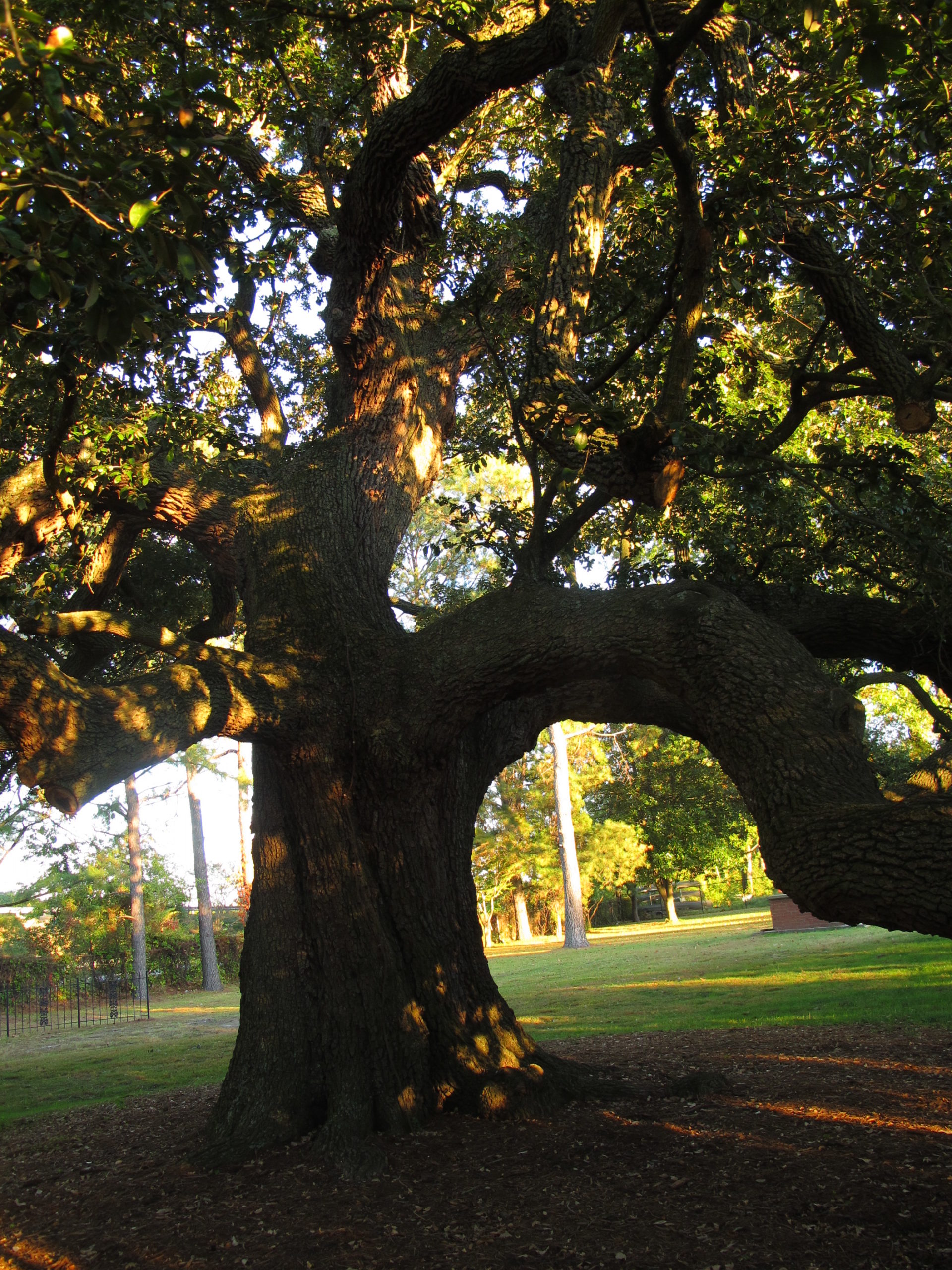 A closer look at the trunk of the “Emancipation Oak” at Hampton University in Fort Monroe.