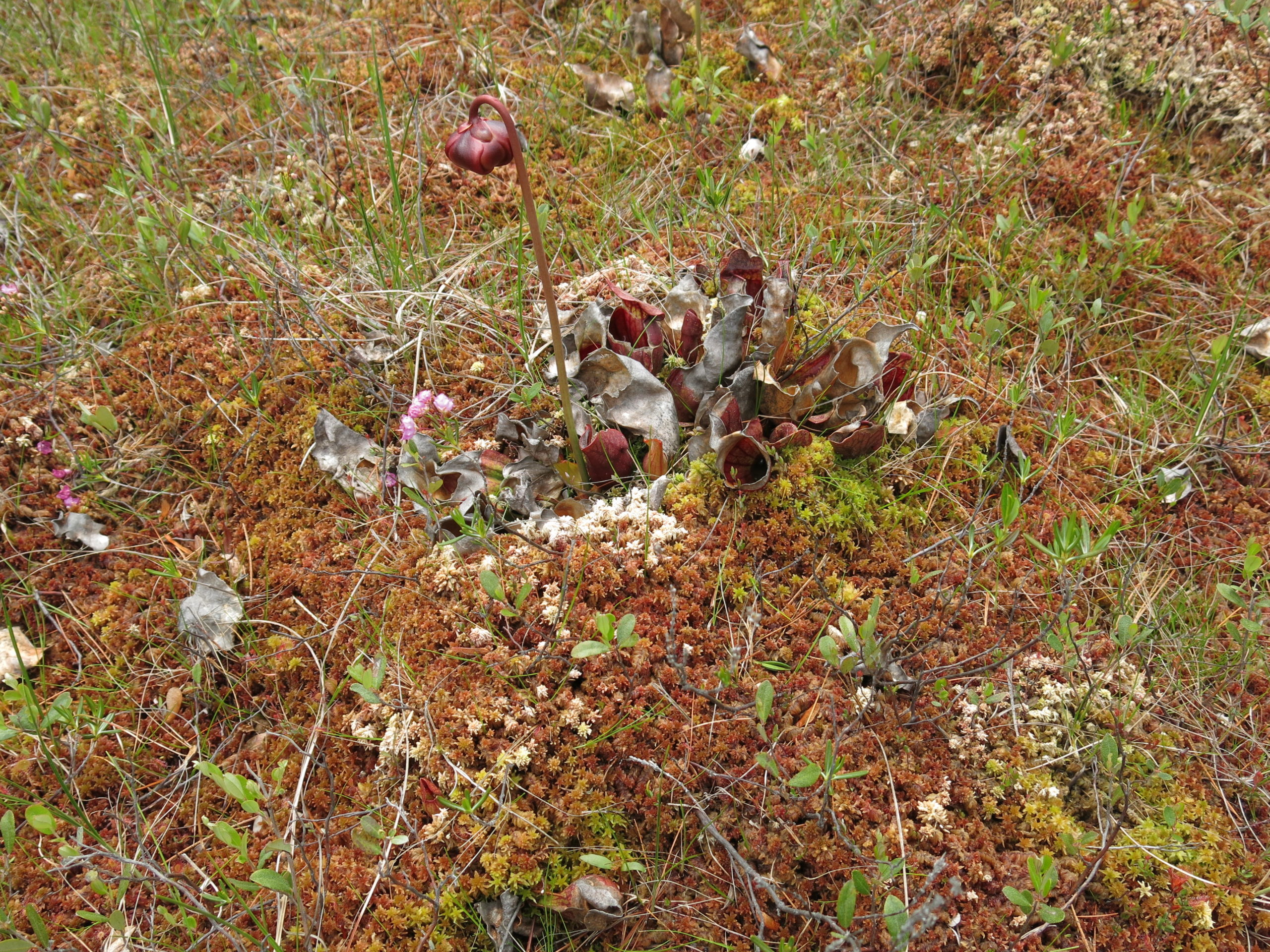 A purple pitcher plant Sarracenia purpurea ssp. purpurea growing at the Hawley Bog Preserve in Hawley, MA.