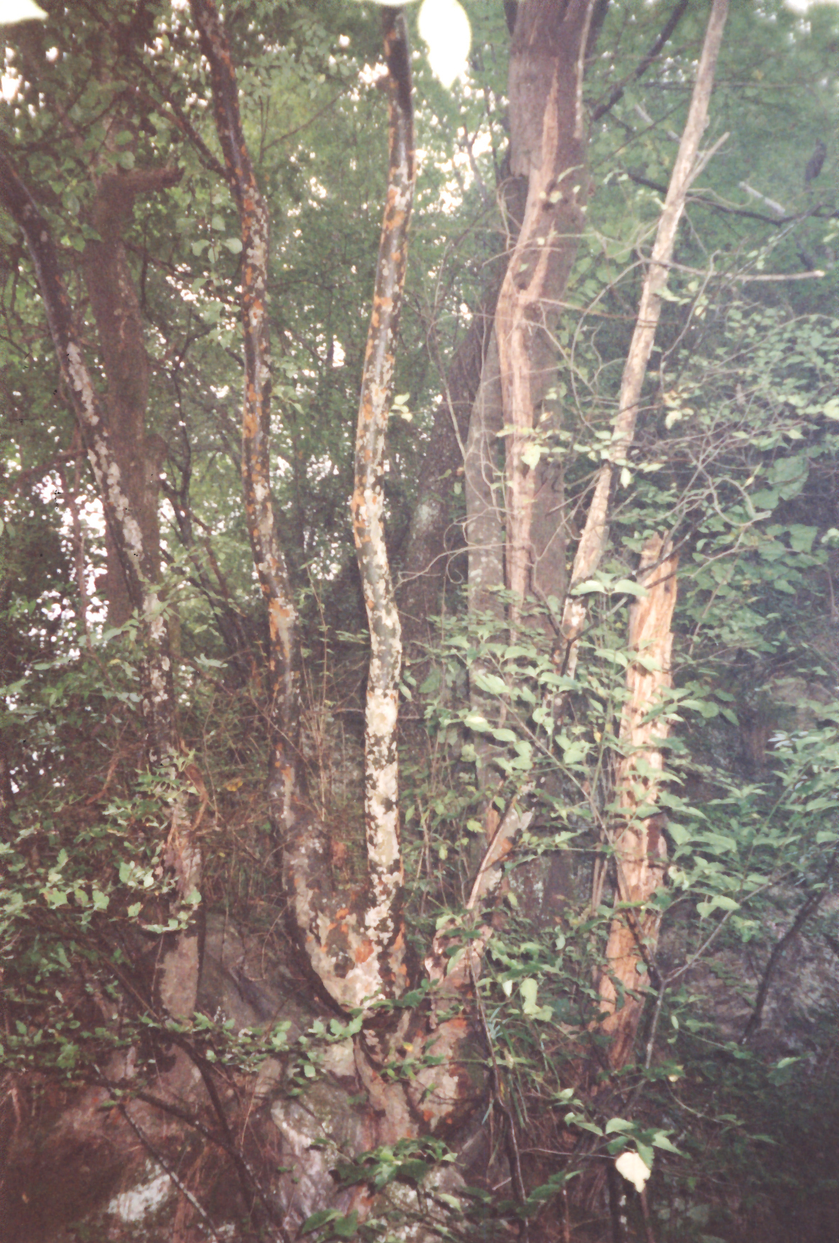 A color photograph in the deep woods of a stand of paperbark maple (Acer griseum) trunks. The six main stems have peeling coppery-brown bark.