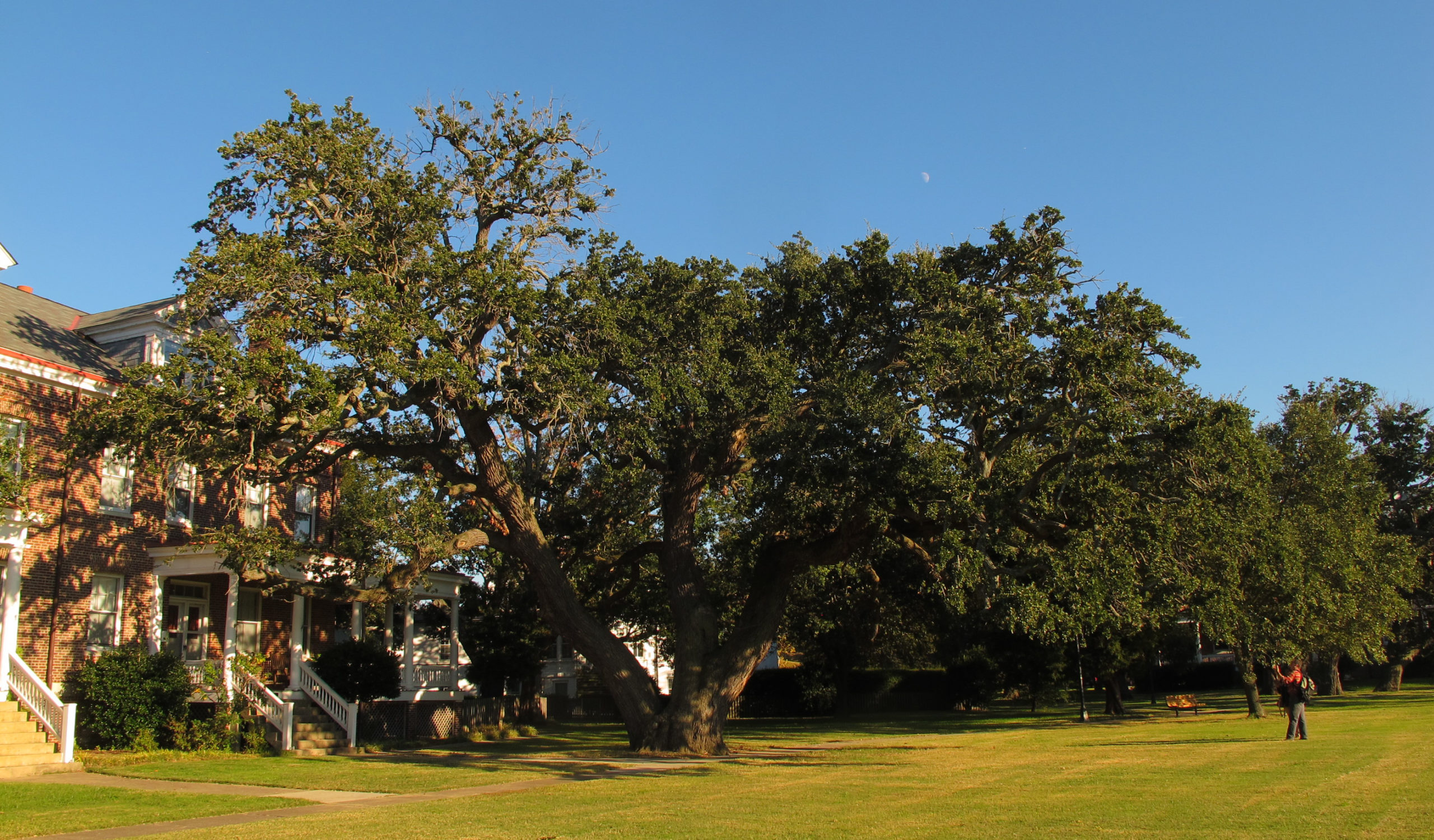 The 450 year old Algernourne Oak growing large at Fort Monroe.