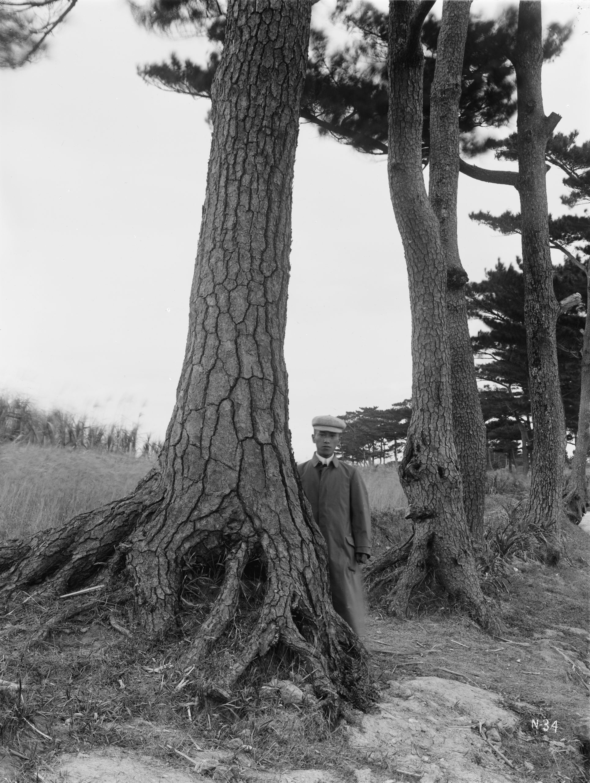 A Luchu pine (Pinus luchuensis) with a girth of 7 feet, showing the deeply fissured bark. Photographed by Ernest Wilson near Chatan (Shatan), Okinawa, February 1917.
