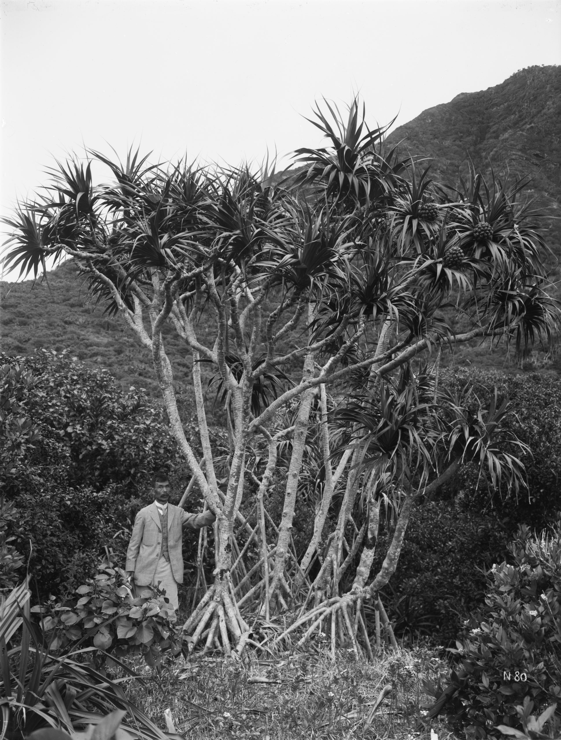 Ernest Wilson photographed this Bonin pandanus (Pandanus boninensis) 15 ft. Mr. S. Iida standing. Chichijima Island, April 1917.