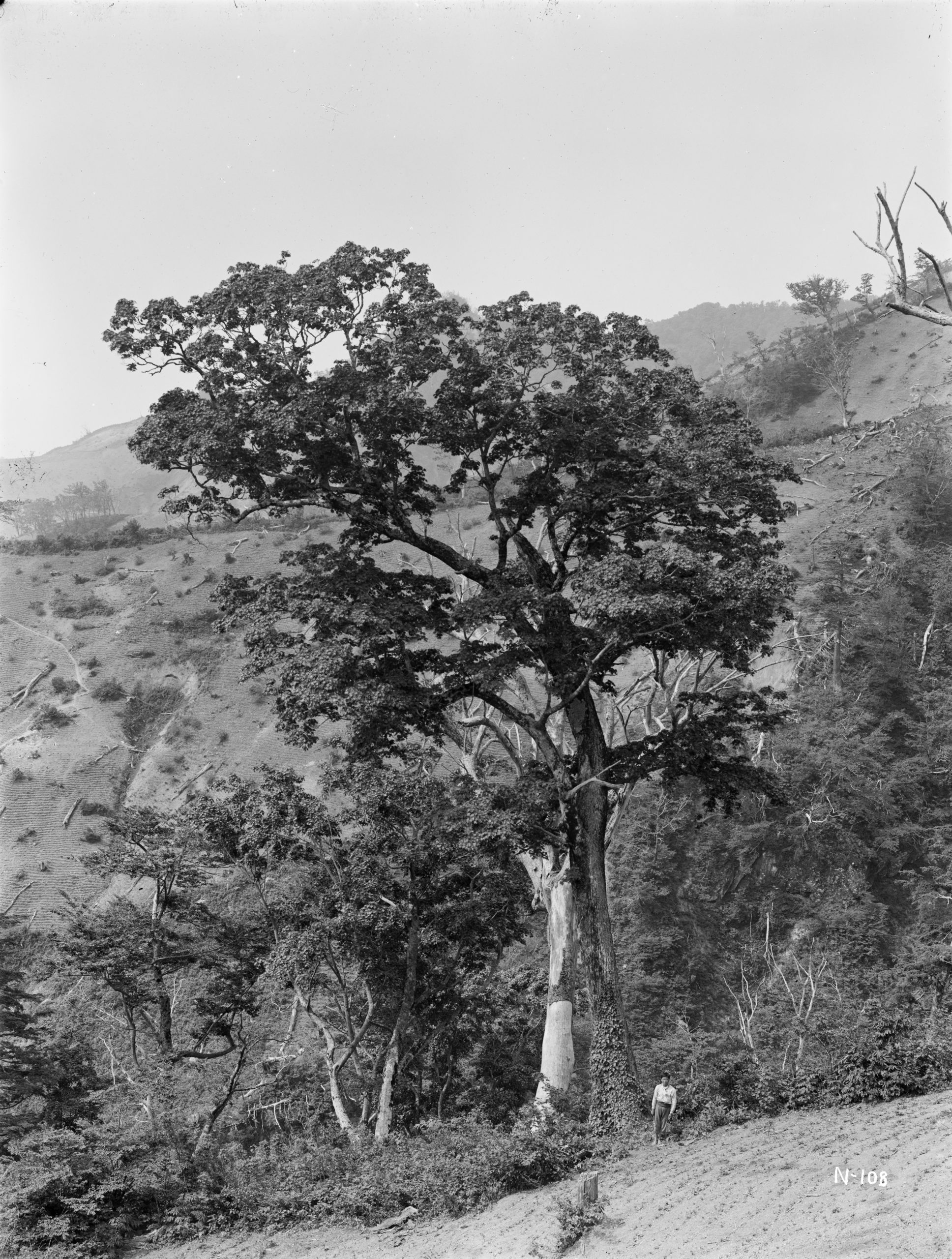 In May 1917, Ernest Wilson photographed this 75 foot (23 meter) example of a Korean maple (Acer okamotoi or A. pseudosieboldianum) on Ulleungdo (Oo-ryong-too or Dagelet) Island.