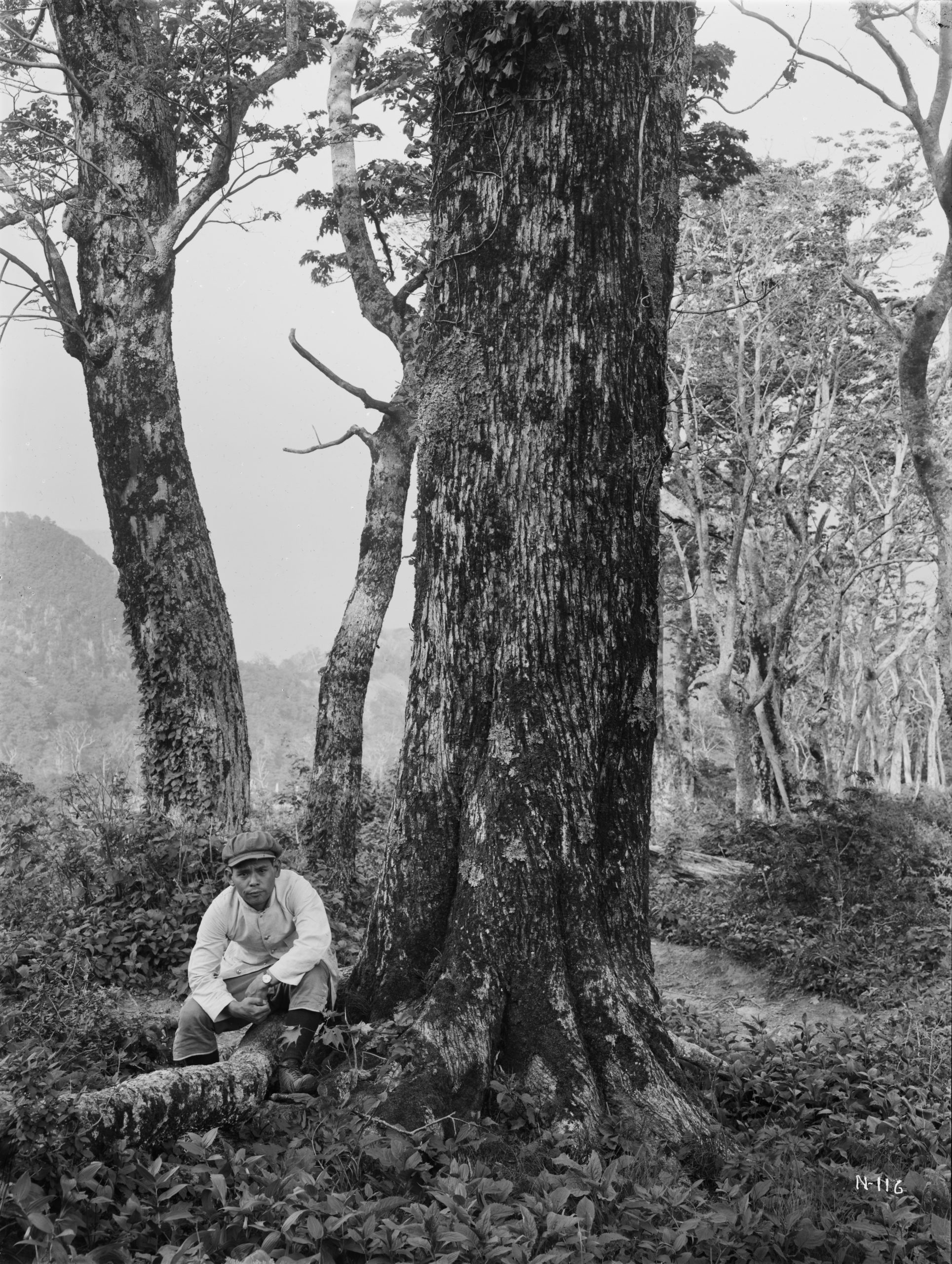 Ernest Wilson photographed his assistant Mr. Morita crouching beside a Korean maple (Acer pseudosieboldianum) in May 1917 on Ulleungdo (Oo-ryong-too or Dagelet) Island. The girth of trunk was 10 feet (3 meters). An Amur linden (Tilia amurensis) grows on the left.