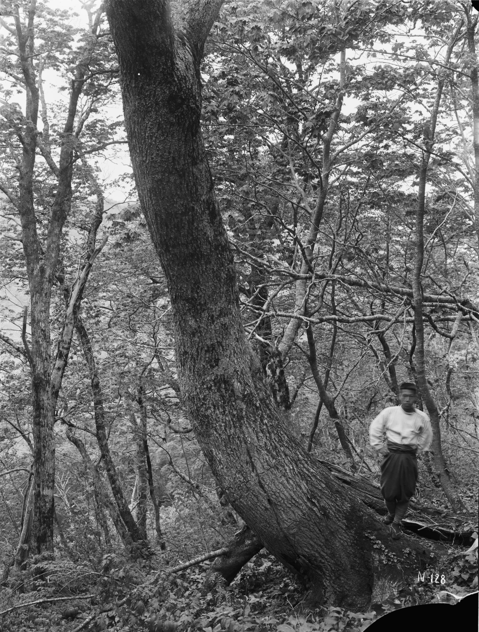 Ernest Wilson photographed this Amur cork tree (Phellodendron amurense) trunk with a girth of 8 feet (2.4 meters) on Seonginbong, Ulleungdo (Oo-ryong-too or Dagelet) Island at an altitude of 2800 feet (853 meters). June 1917.