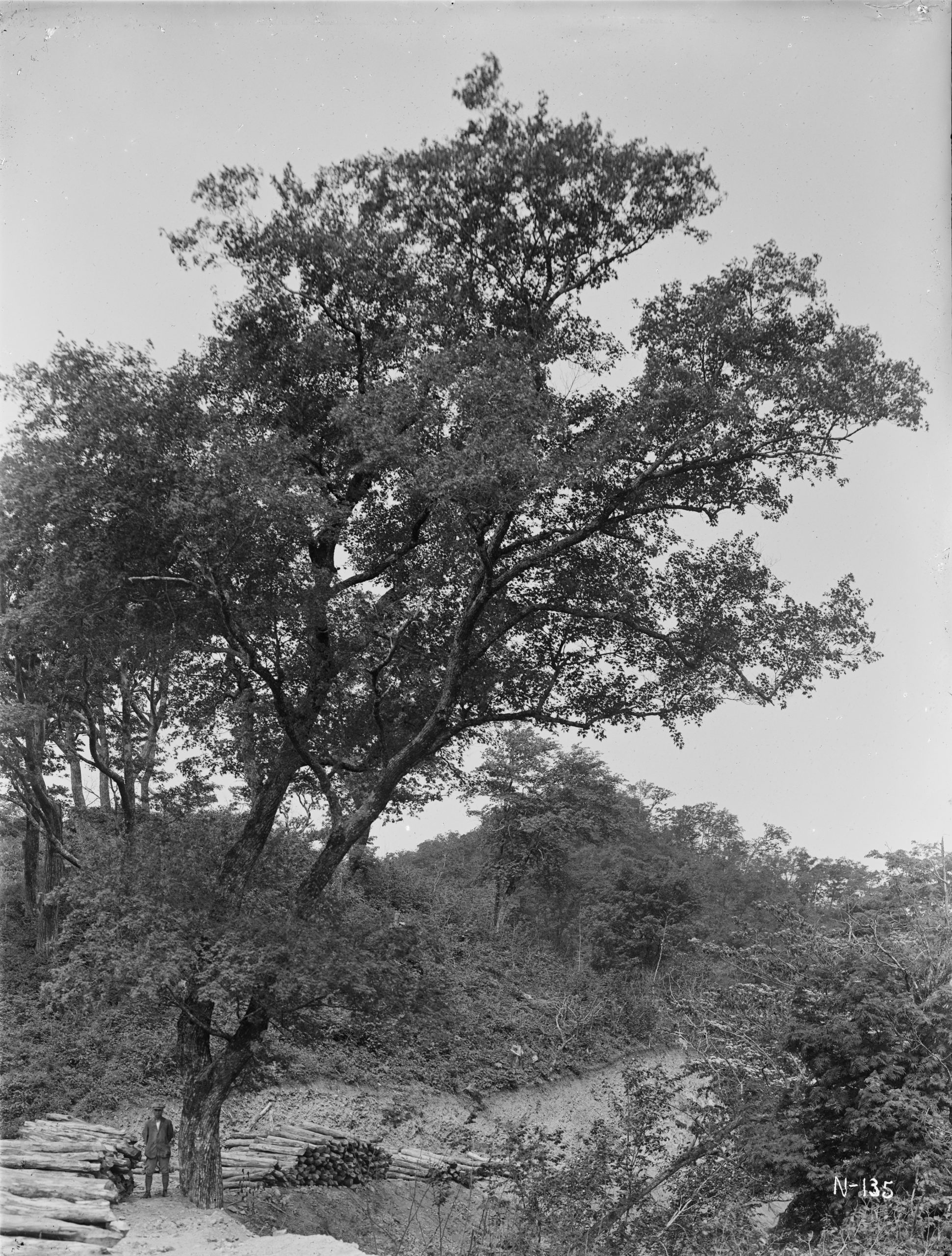 Piles of lumber fill the path near a yellow-paint maple (Acer pictum) in the June 1917 photograph by Ernest WIlson taken near Tapdong (Takkori), (North) Korea.