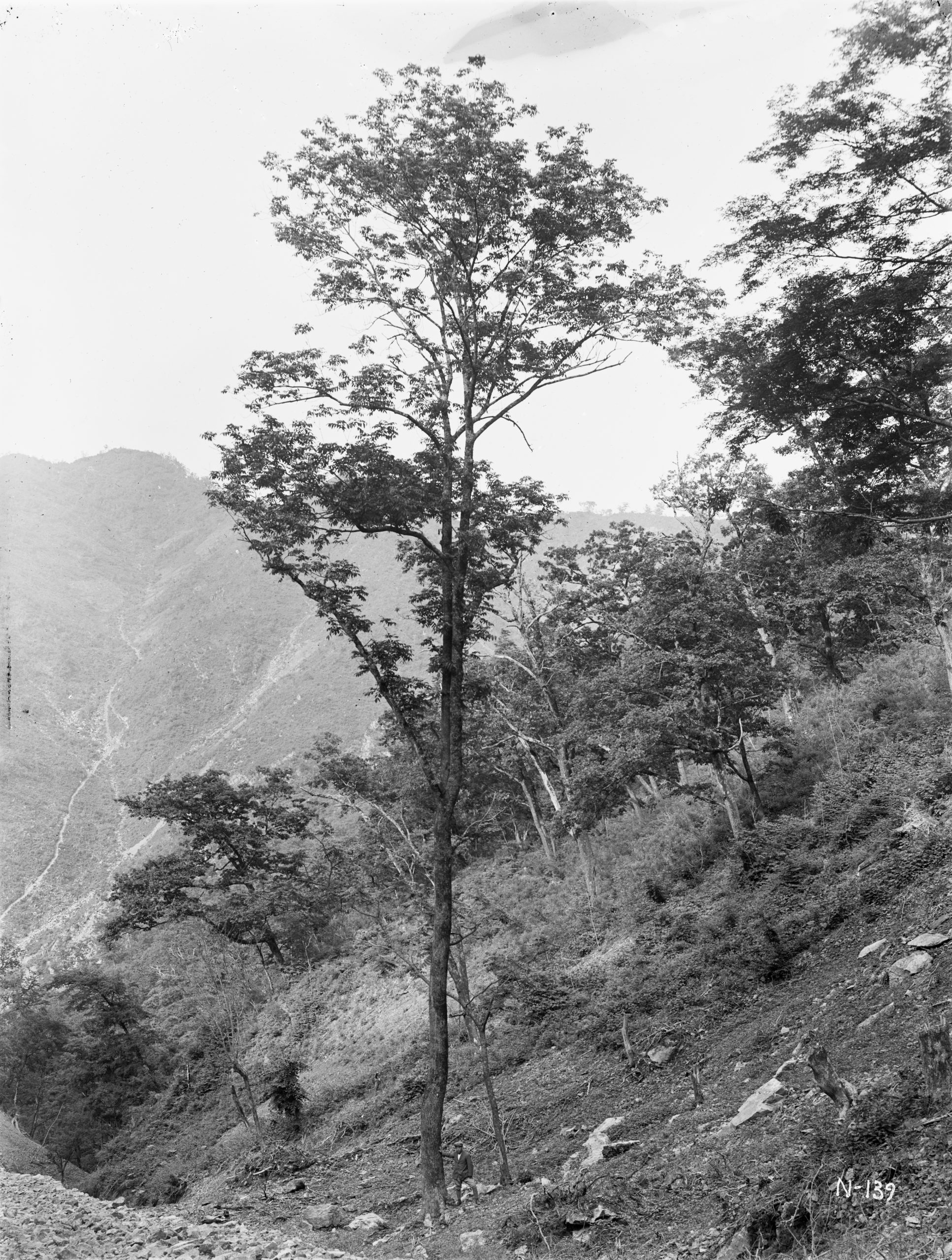 A tall, slender Manchurian ash tree (Fraxinus mandshurica) reaches skyward in the June 1917 photograph by Ernest Wilson. He captured this image in the mountains near Tapdong (Takkori), (North) Korea.