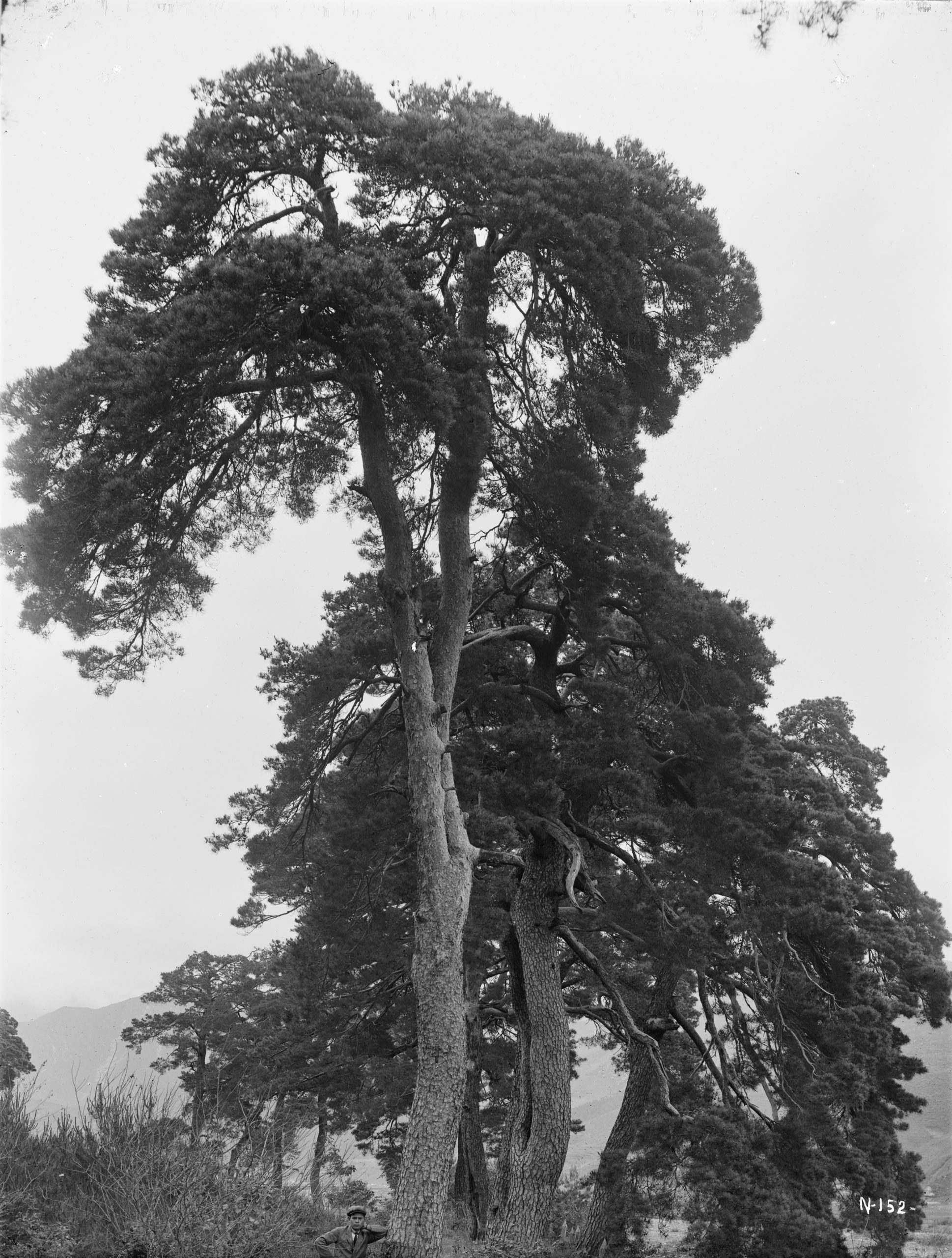 In June 1917, Ernest Wilson photographed these Japanese red pines Pinus densiflora near Bukjin-eup (Pukchin), (North) Korea.