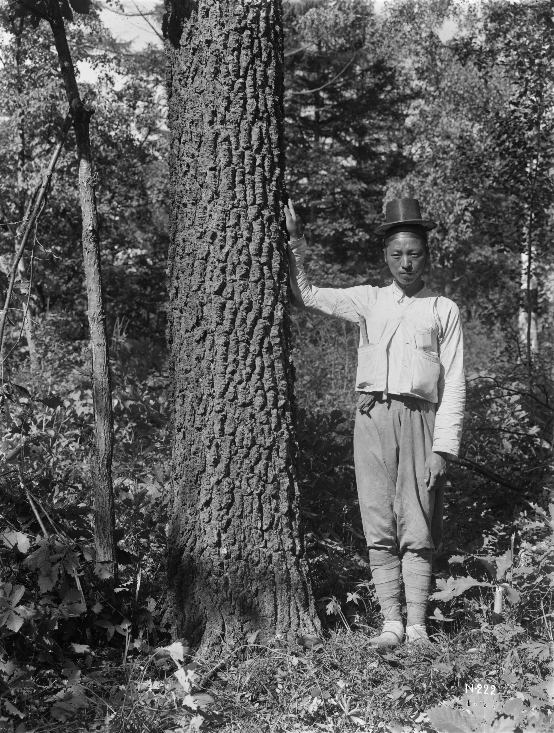 A man stands beside a large Dahurian birch (Betula dahurica) in this August 1917 photograph by Ernest Wilson. Wilson found this tree with deeply corrugated black bark near Sohyo, North Kankyo Province.