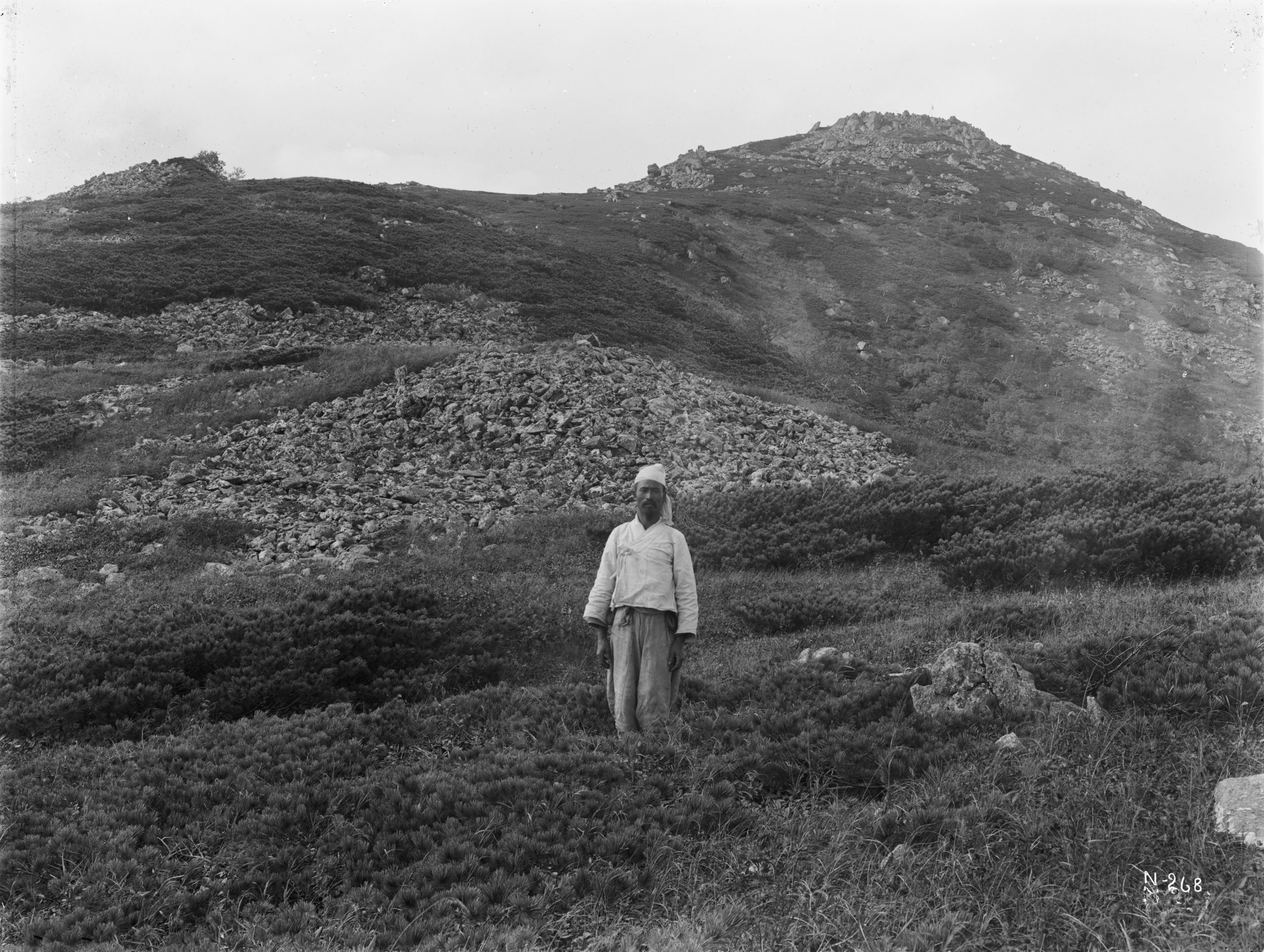 A man stands among prostrate dwarf Siberian pine (Pinus pumila) on the slopes of Laoling-san, on the North Heian - South Kanyko divide. Photograph by Ernest Wilson, September 1917.