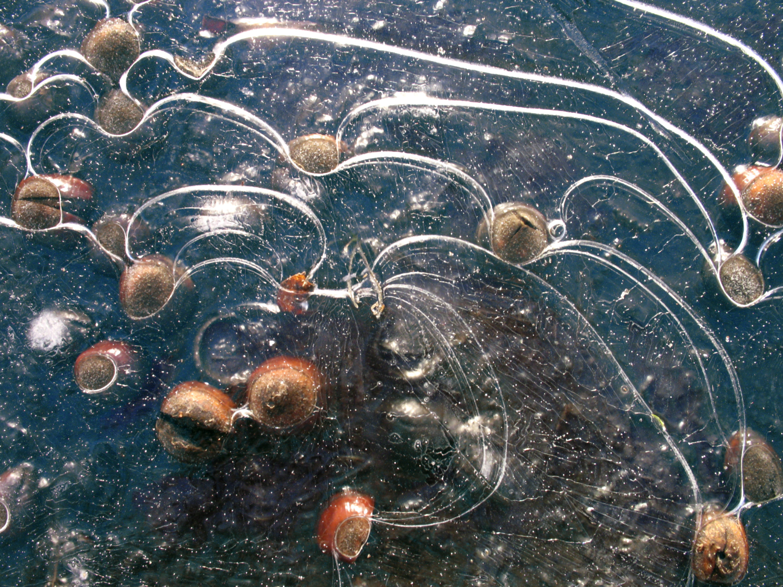 acorns in ice