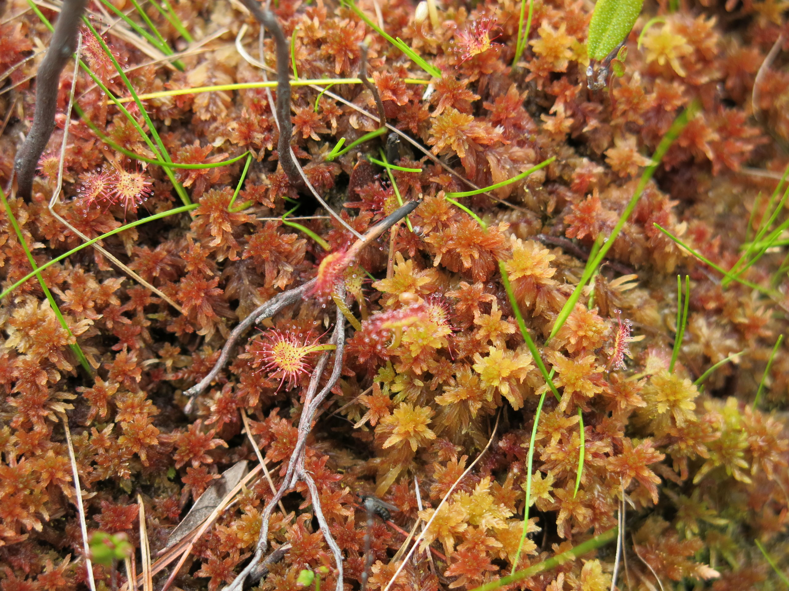 A round-leaved sundew (Drosera rotundifolia) growing at the Hawley Bog Preserve in Hawley, MA.
