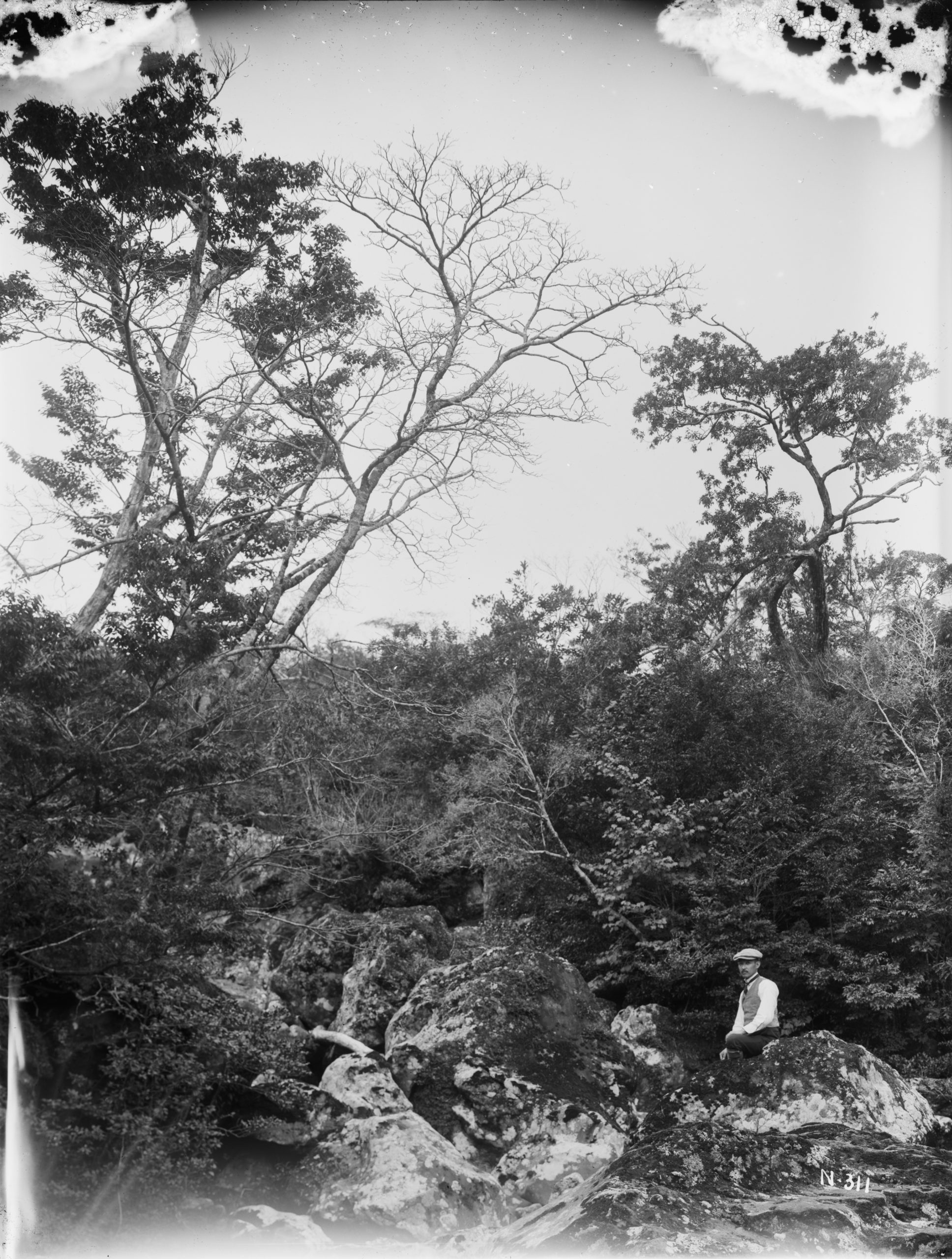 Ernest Wilson photographed Dr. Takoshin Nakai seated on a lava boulder on Jeju Island. Ring-cupped oaks (Quercus glauca) with Quercus glandulifera are seen in the background in this November 1917 image.