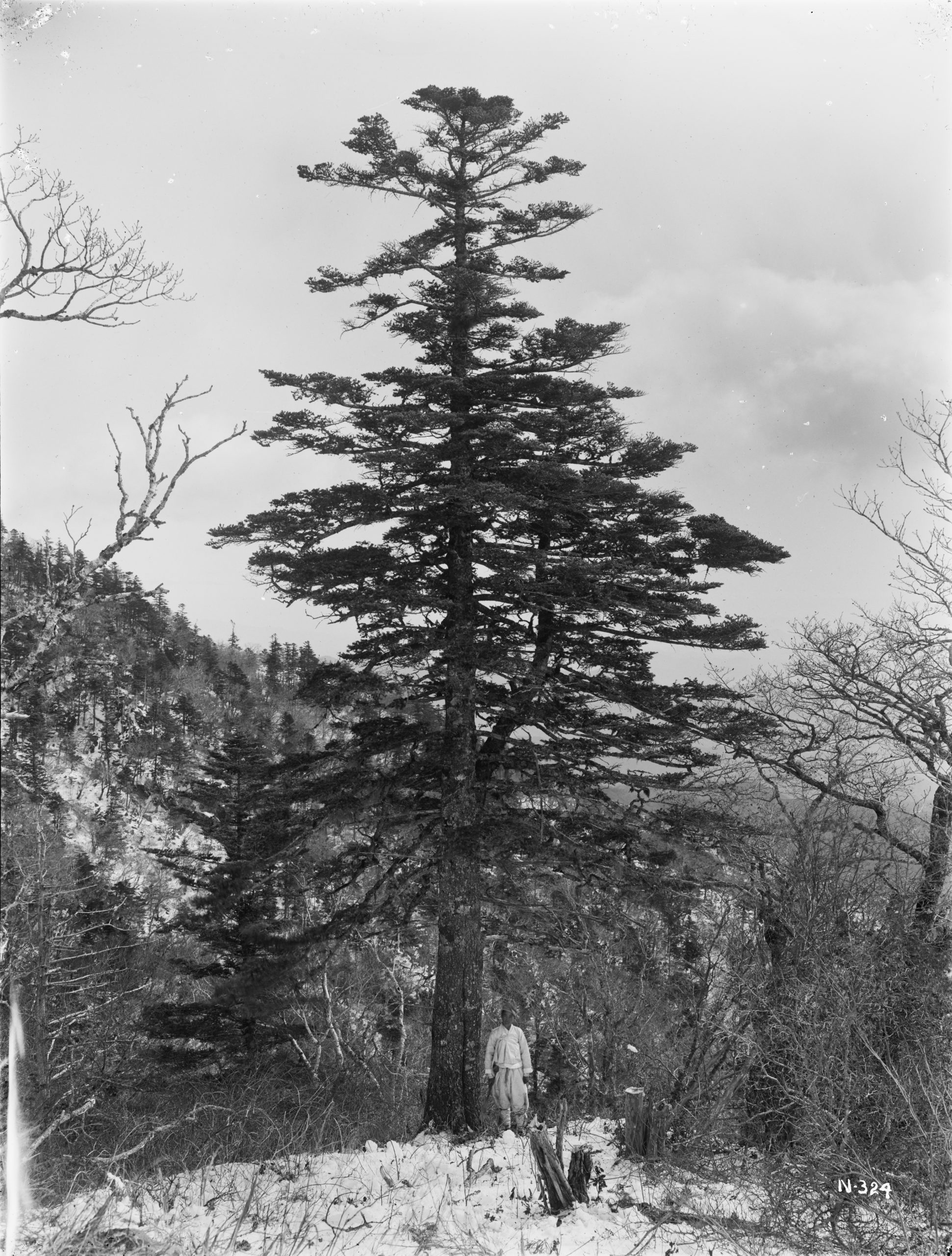 Ernest Wilson photographed the 65 foot (20 meter) specimen of a Korean fir (Abies koreana) on the upper-middle slopes of Mount Ten-no-bo, Jirisan Mountain at 5000 feet (1524 meters) altitude.