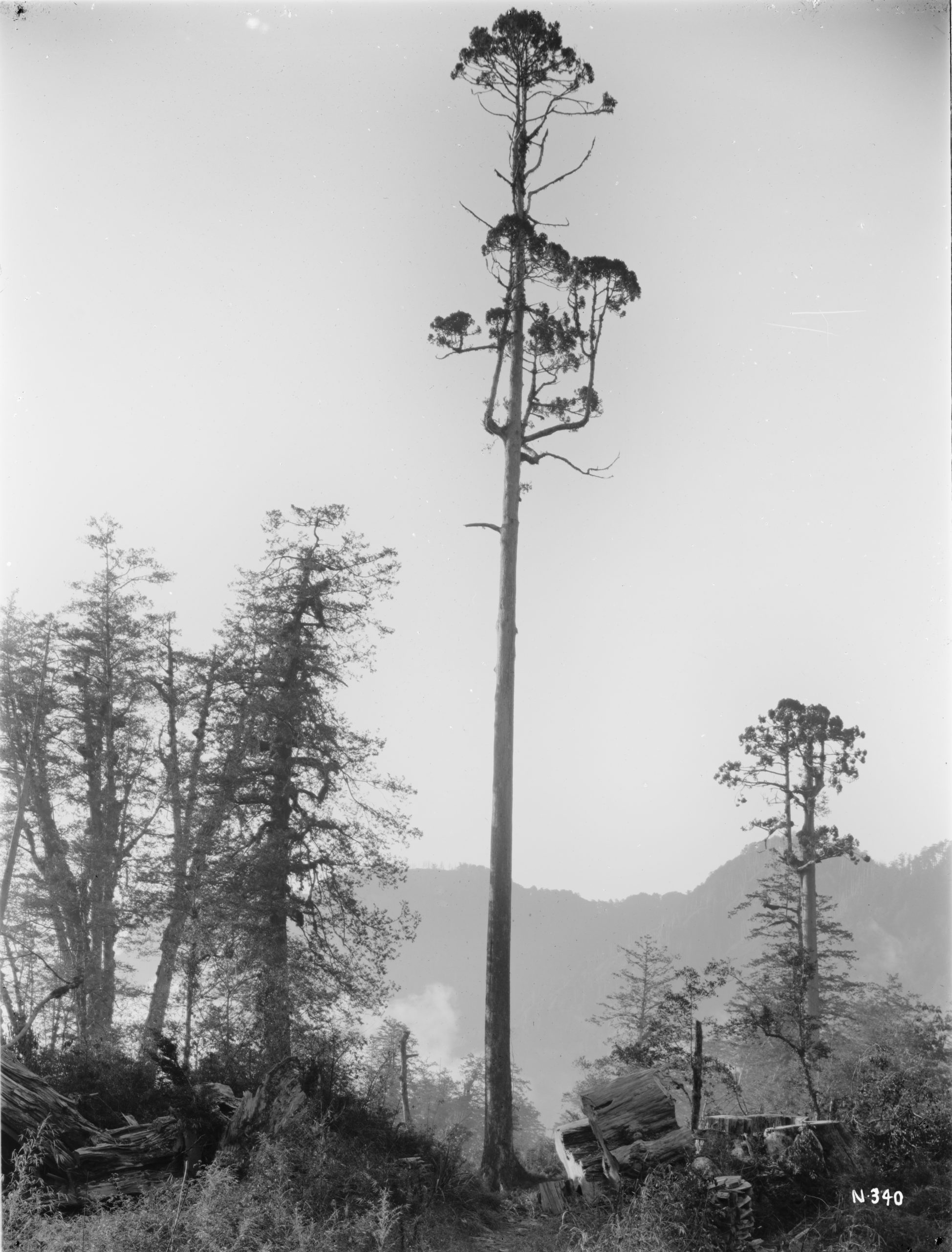 A huge Taiwania (Taiwania cryptomeriodes) towers over a stand of Taiwan cypress (Chamaecyparis formosensis) in the January 1918 photograph by Ernest Wilson. He noted that the tree stood 190 feet (58 meters) tall with 130 feet (40 meters) to first branch. On Alishan at 7300 feet (2225 meters) altitude.