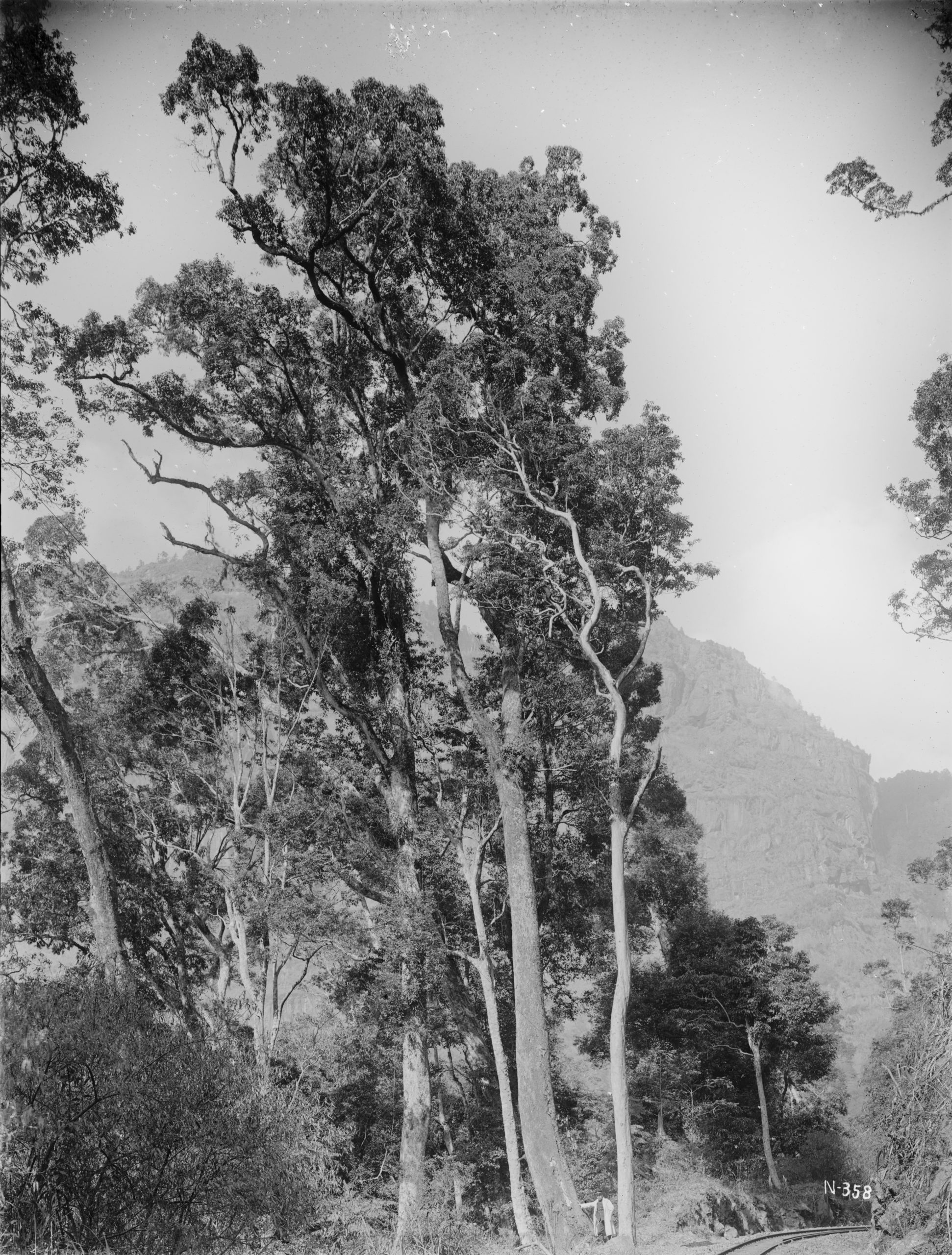 Ernest Wilson photographed this sinuous small-flowered camphor tree (Cinnamomum kanehirae) on Alishan. He records that it stood 100 feet (30.5 meters) tall with a circumference of 12 feet (3.6 meters). February 1918.