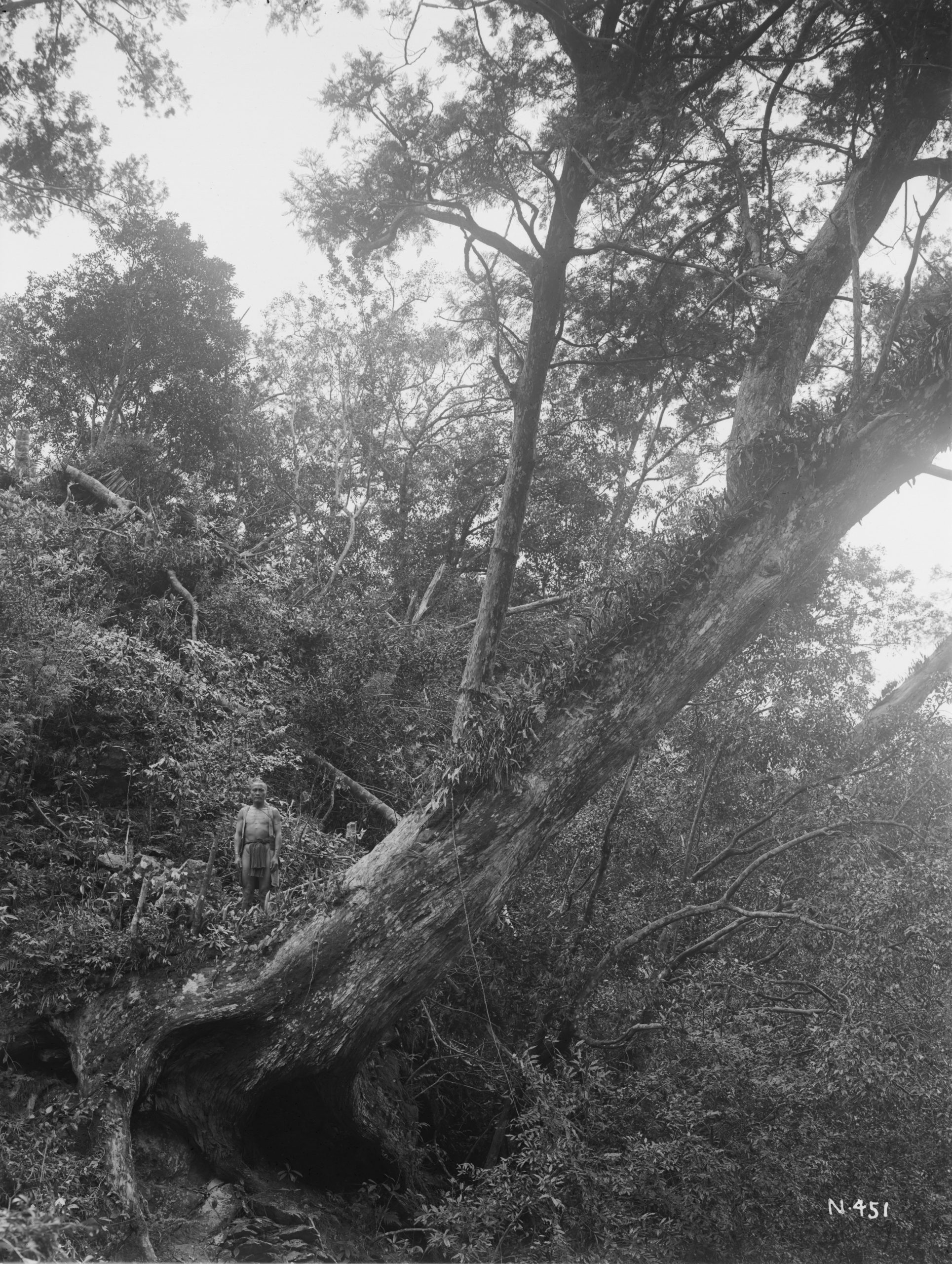 A Chinese incense-cedar (Calocedrus macrolepsis) juts out from a steep slope near Gojyuku, Taihoku Province. Photograph by Ernest Wilson, April 1918.