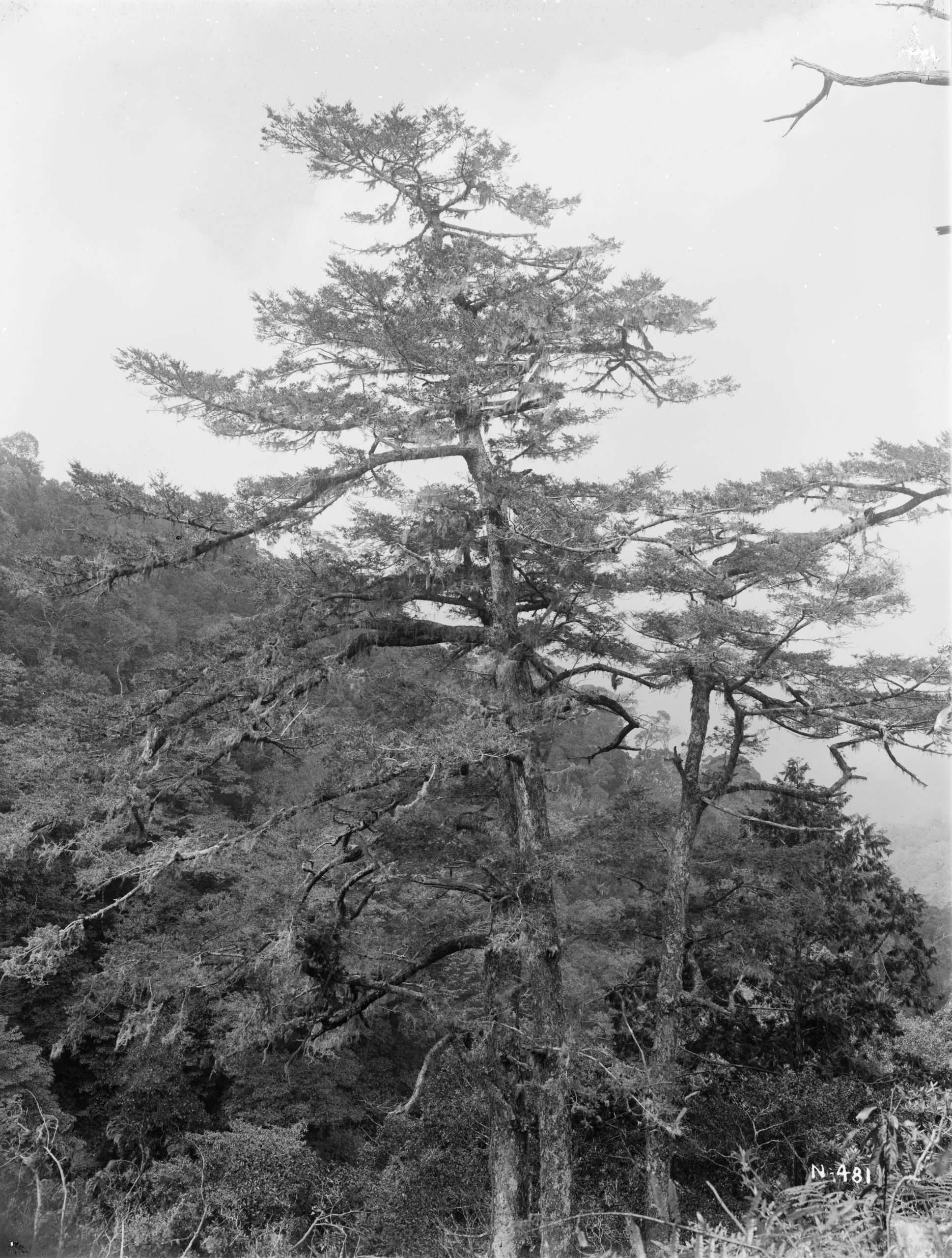 Ernest Wilson photographed this Pseudotsuga sinensis in a mixed broad-leafed forest around Shimada in April 1918.
