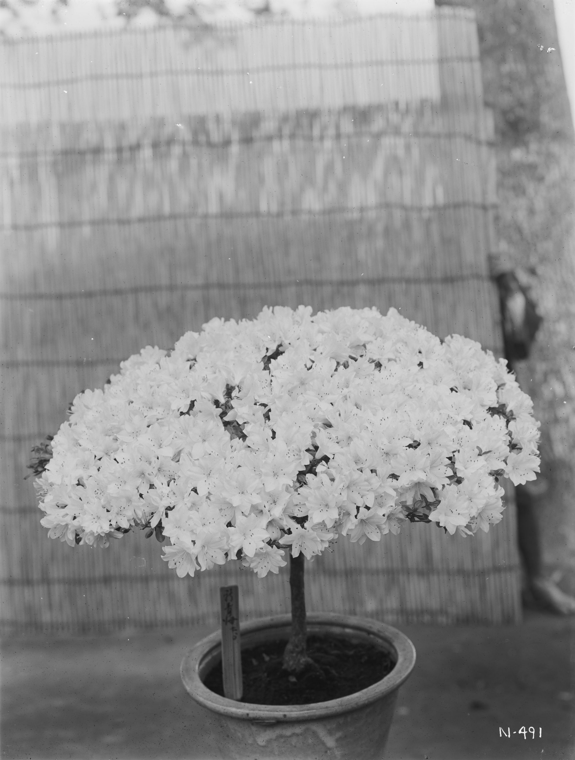 This Kurume azalea 'shinseikai' bore white flowers in this May 1918 photograph by Ernest Wilson. The plant in Kijiro Akashi's garden in Kurume, Kyushu, was said to be 30 years old.