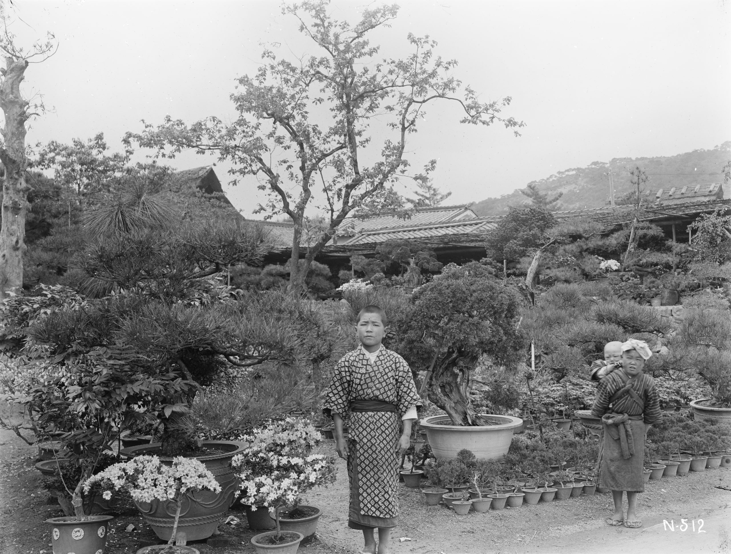 Ernest Wilson photographed these children at Mr. Sakanouye's nursery in Yamamoto near Osaka in June 1918. He characterized it as a, 