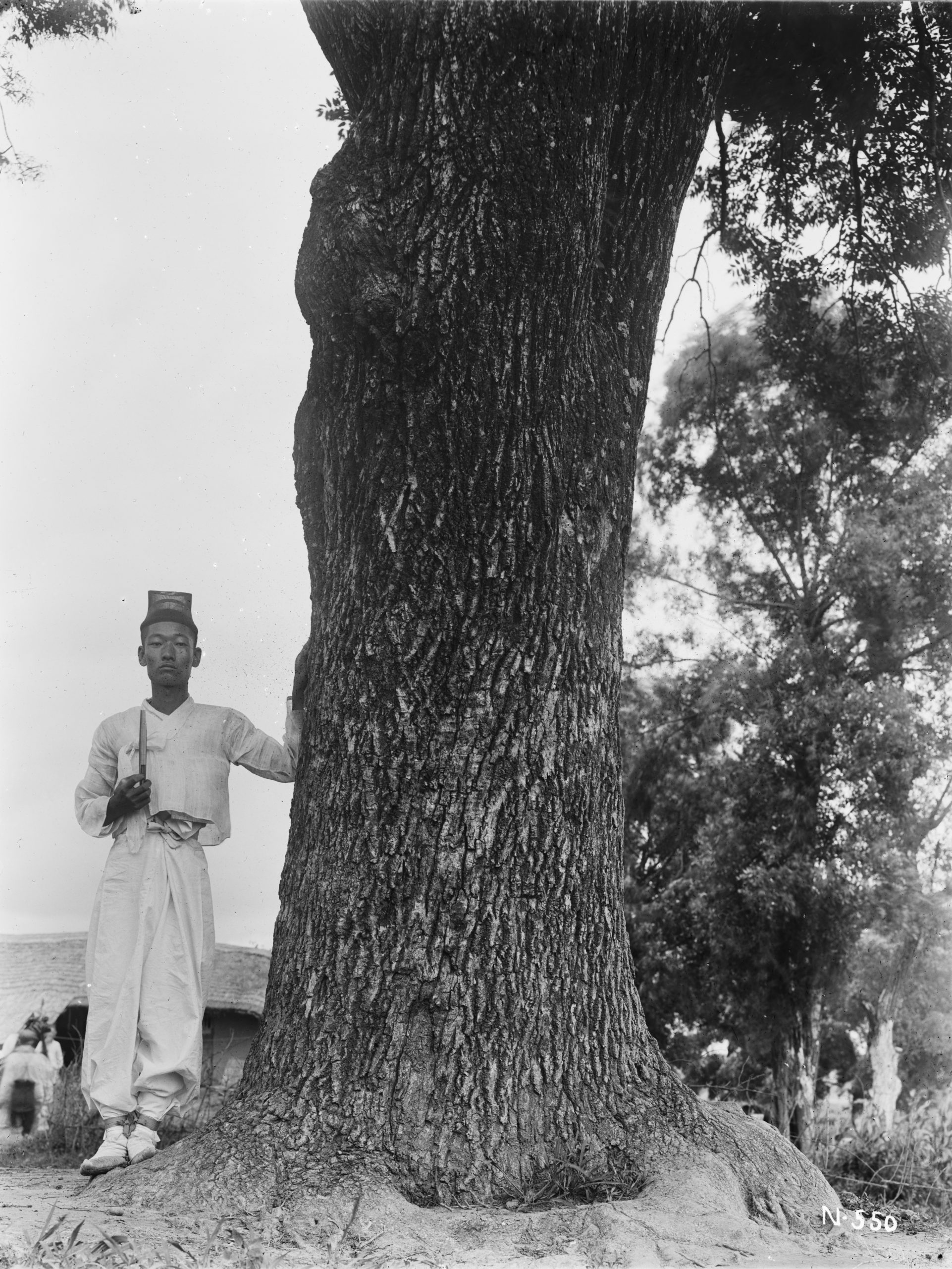 A man holding a fan stands beside a large Manchurian ash (Fraxinus mandshurica). Photograph by Ernest Wilson in July 1918 near Mochuri, Korea.