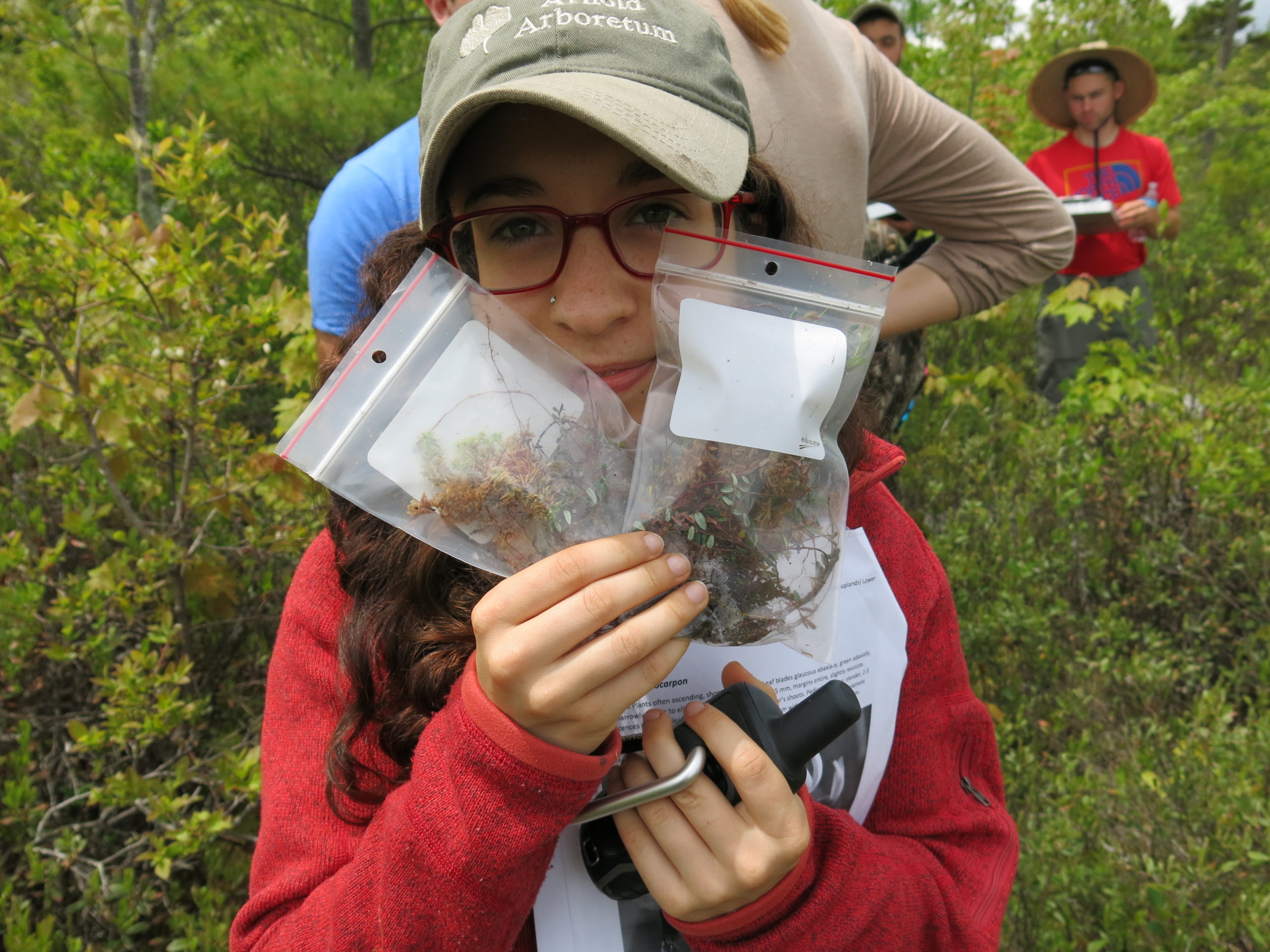 2017 Hunnewell Intern Monica Alves displays two plastic bags containing America cranberries (Vaccinium macrocarpon), one of the target species for collection on the expedition.