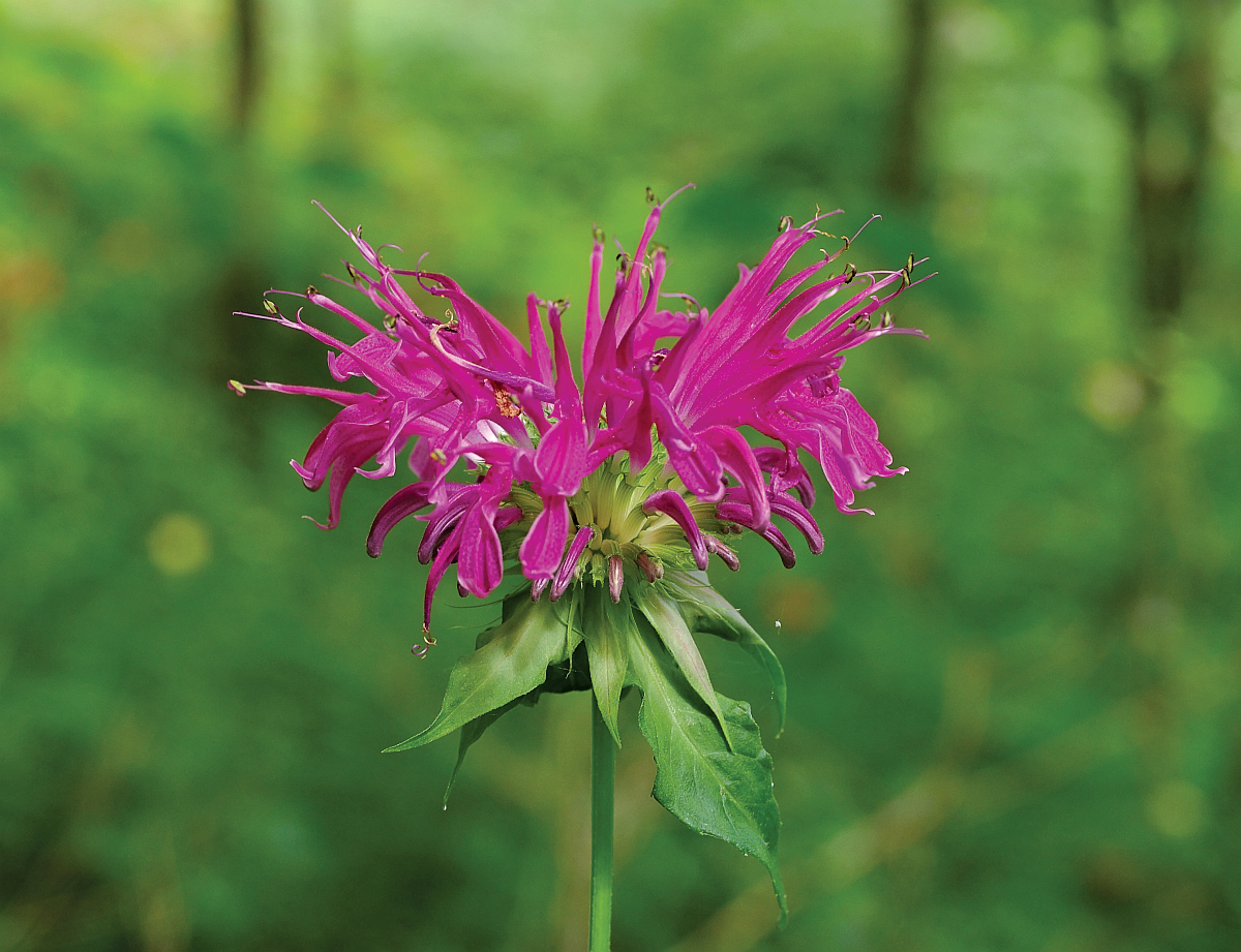 Photograph of pink Monarda flower