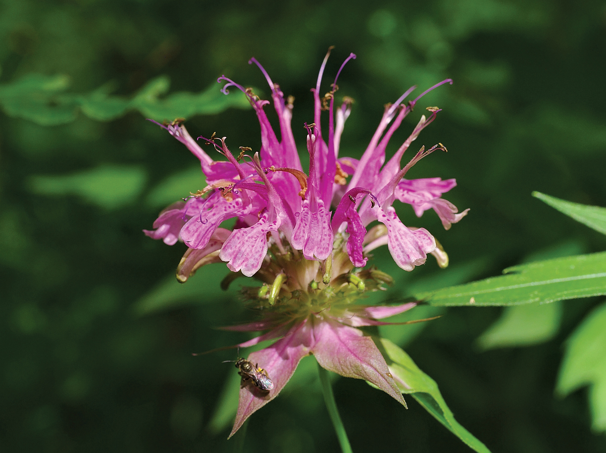 Photograph of pink Monarda flower