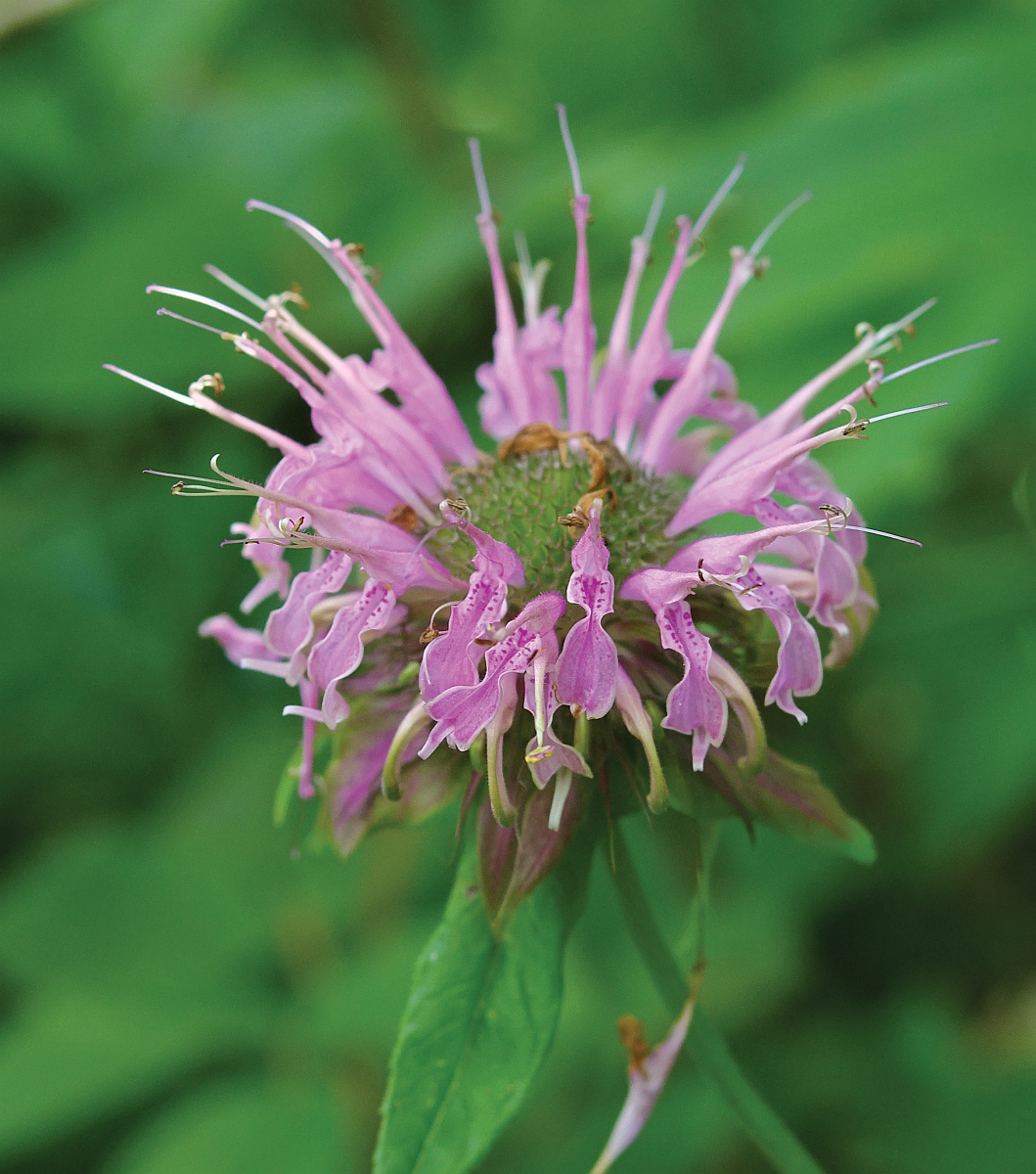 Photograph of pink Monarda flower