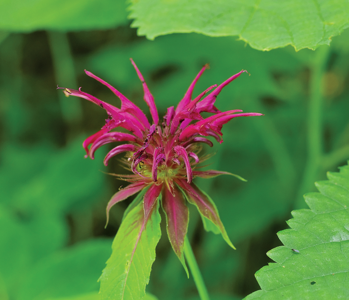 Photograph of pink Monarda flower