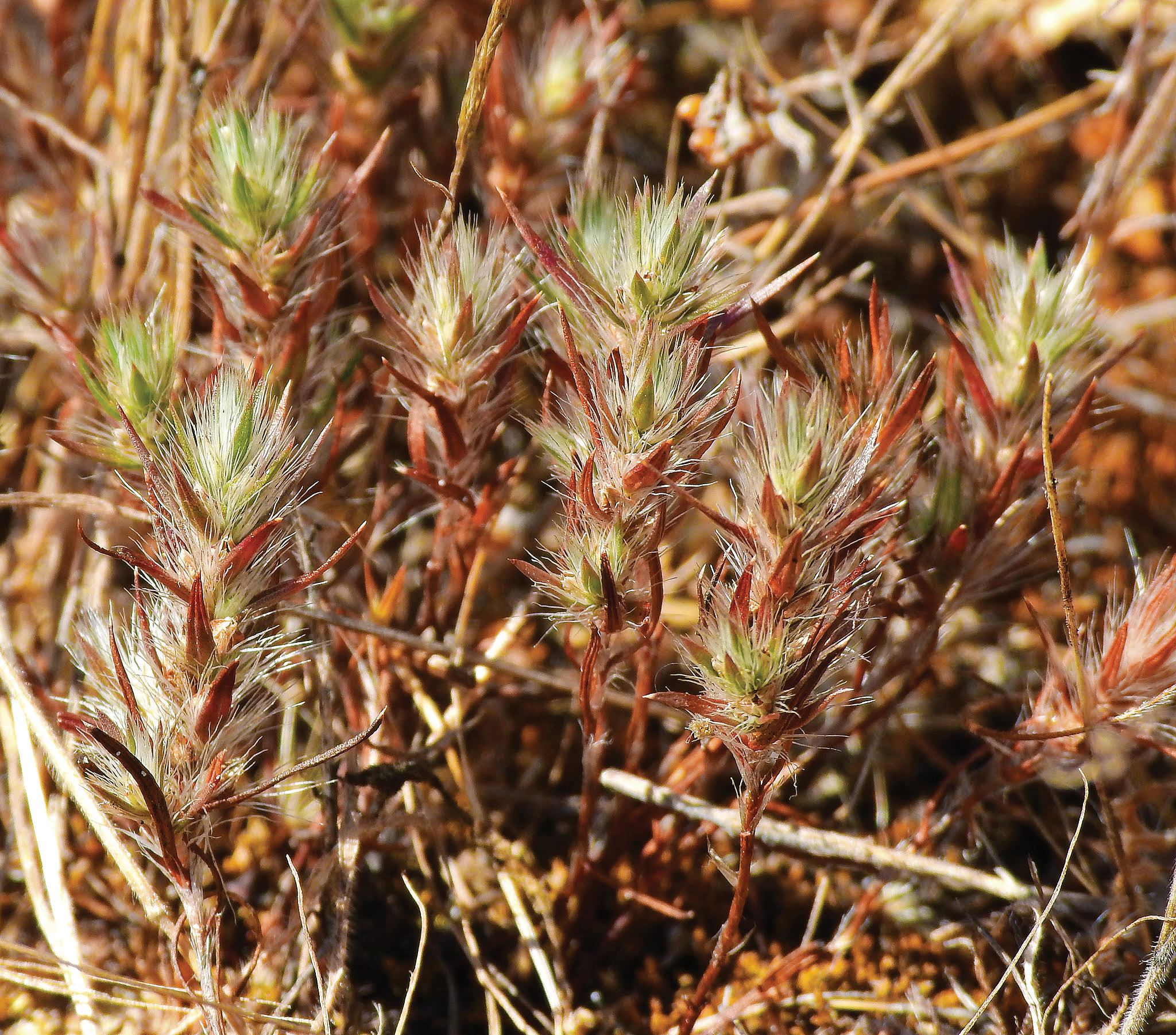 Photograph of tiny Scotts Valley polygonum