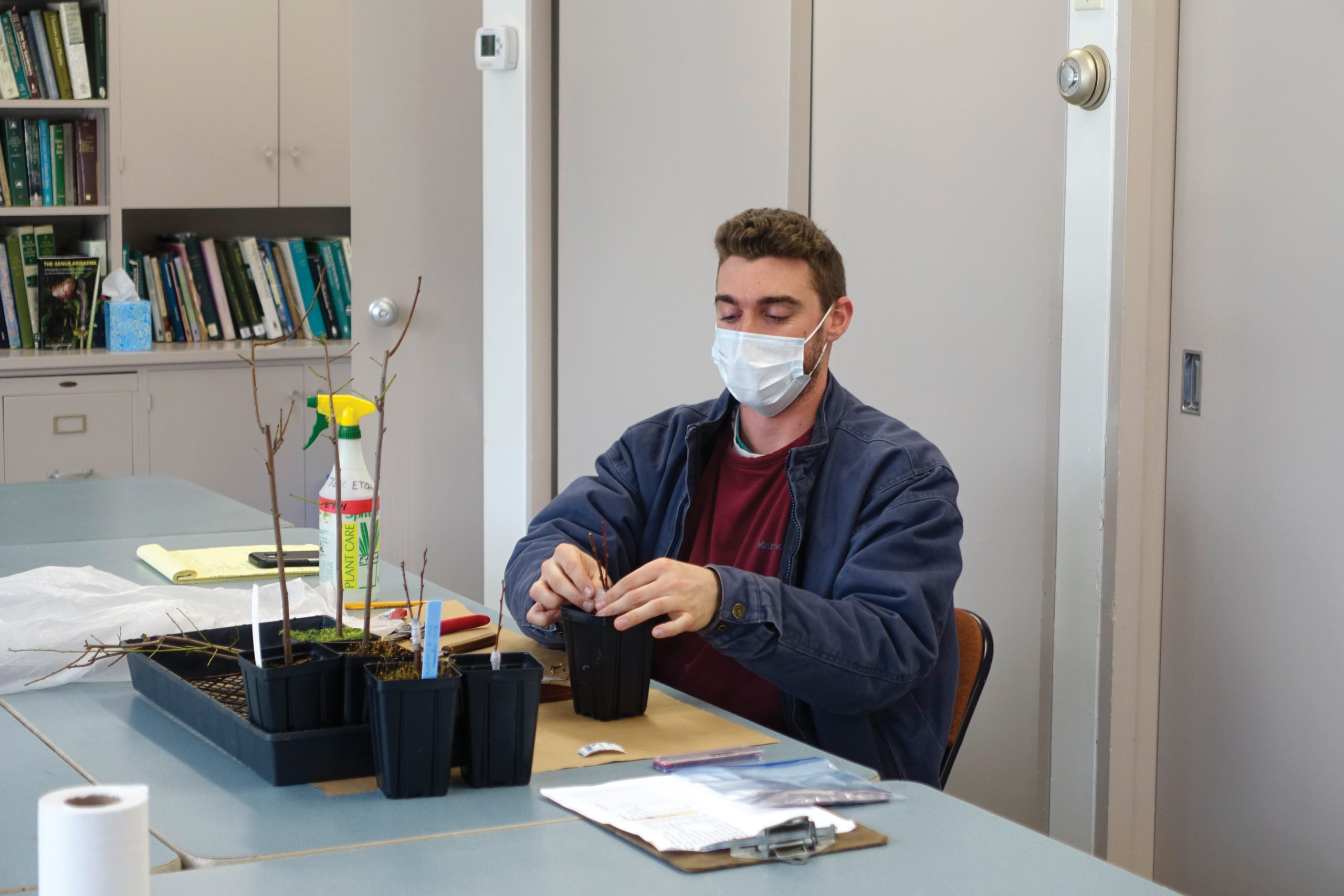 Photograph of masked horticulturist preparing grafts