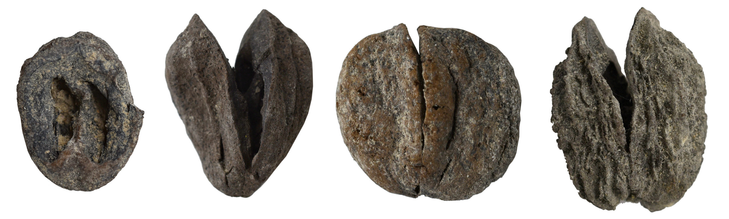 Four fossilized hickory fruits