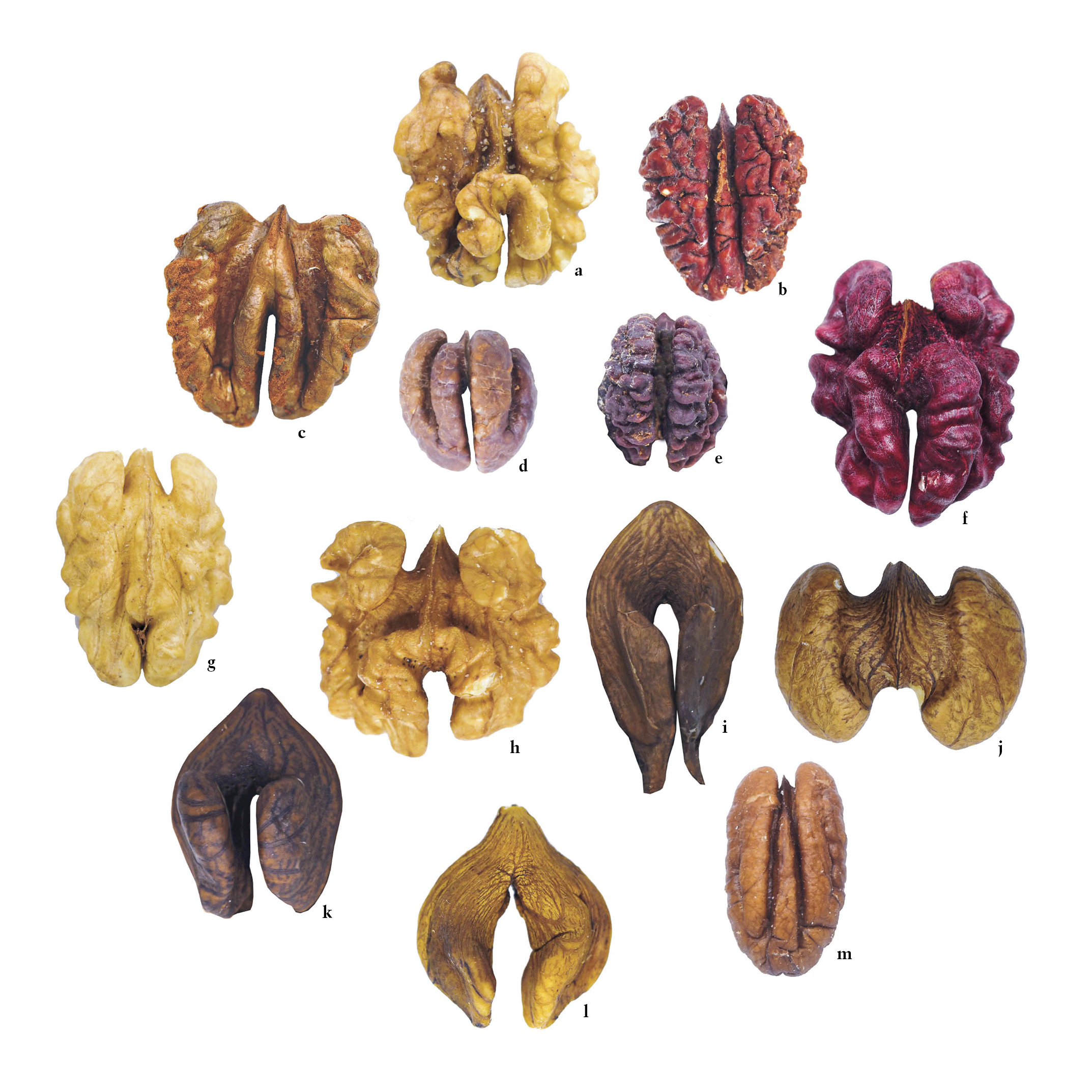 Kernels of hickories and walnuts