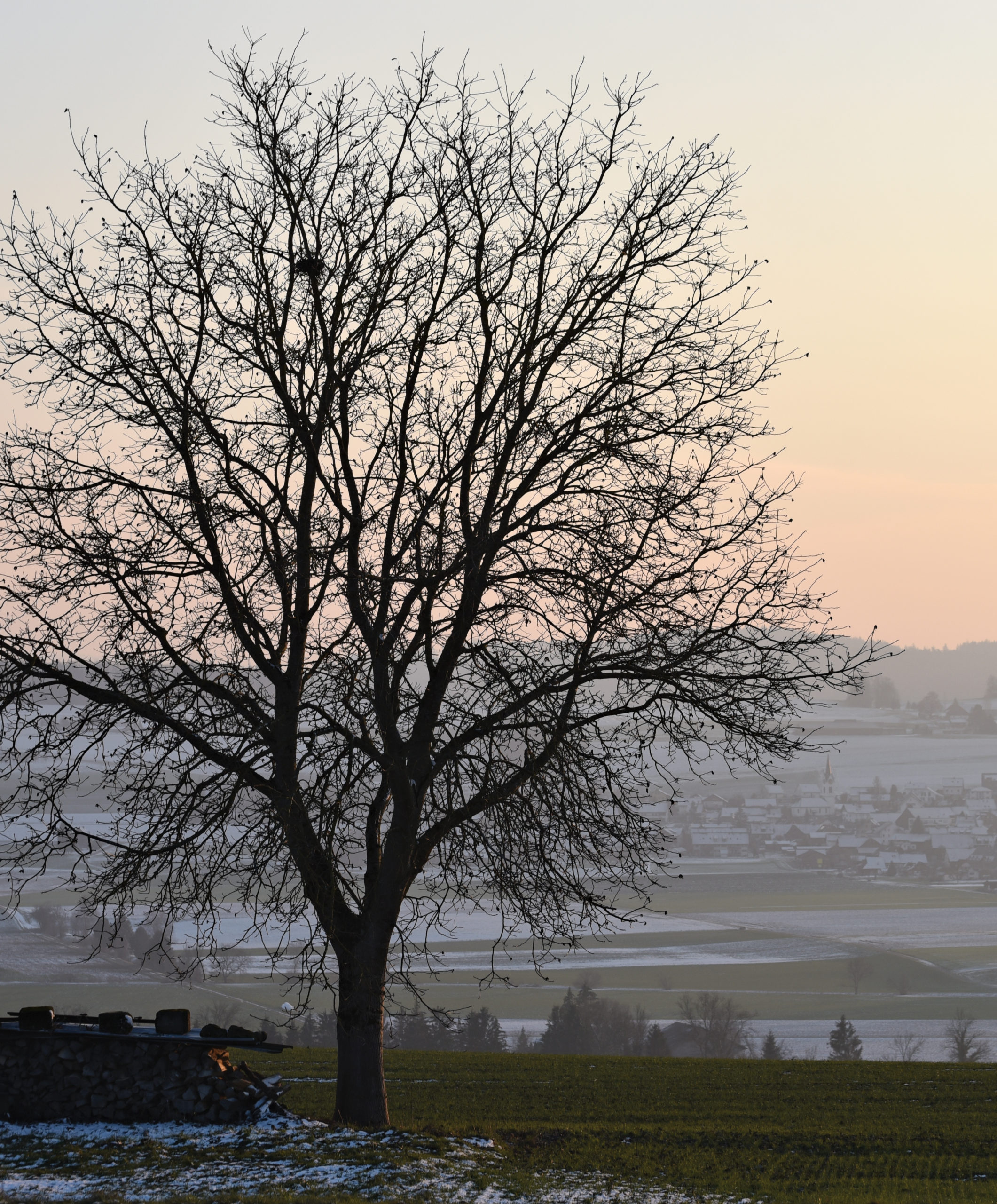 Photograph of walnut tree backlit with misty sunrise