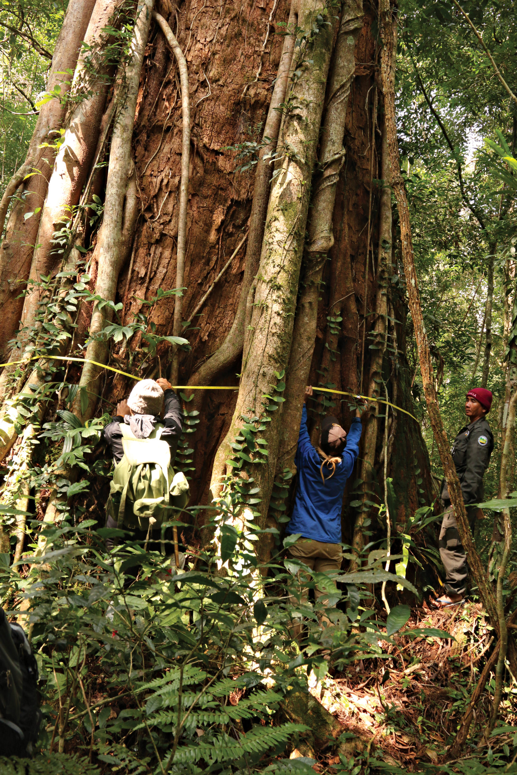 Photograph of researchers measuring trunk diameter of massive tree